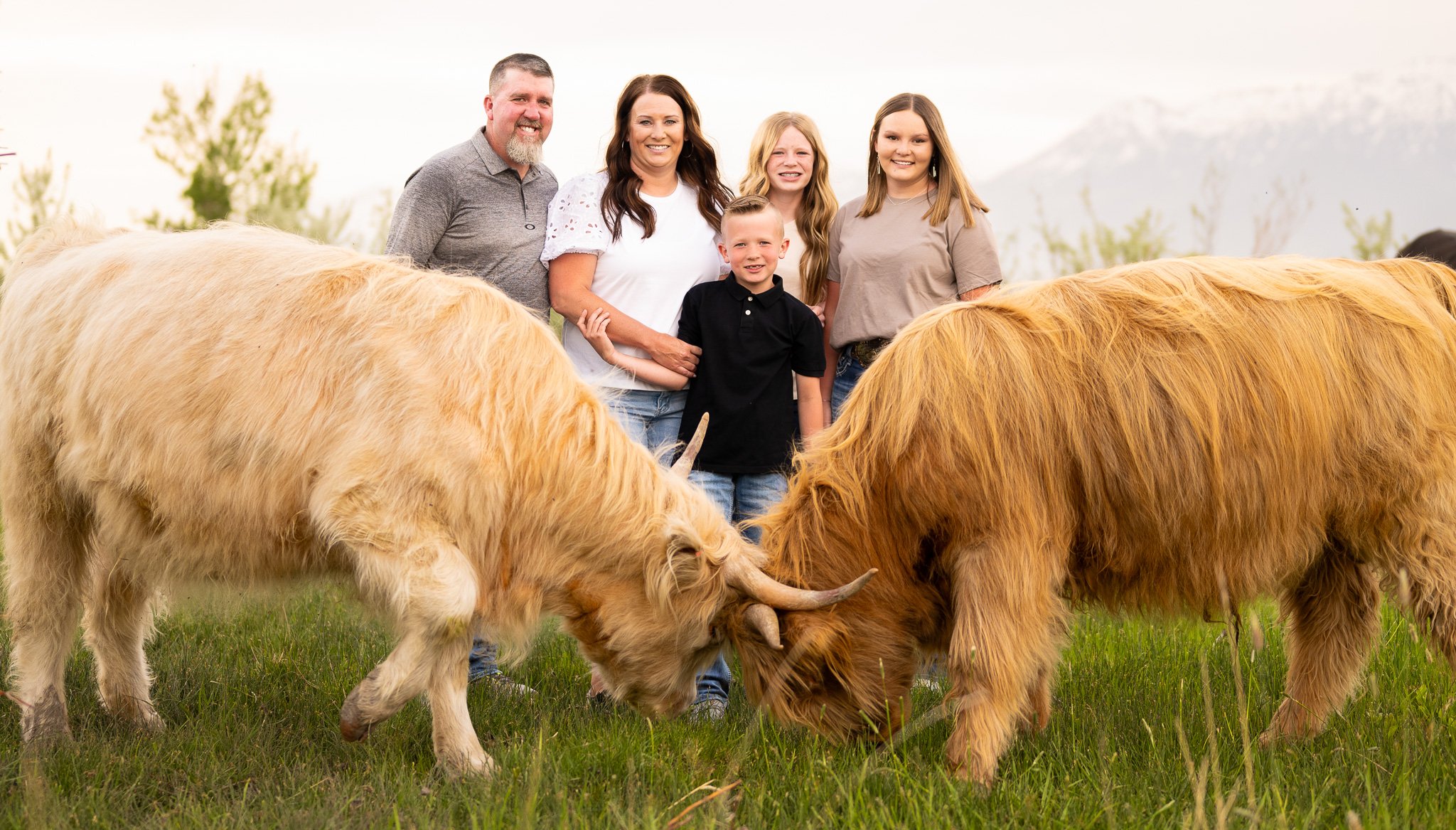 Older male figure, older women figure, two teenage looking feemales and a younger boy posing for a family photo with cows fighting in front of them