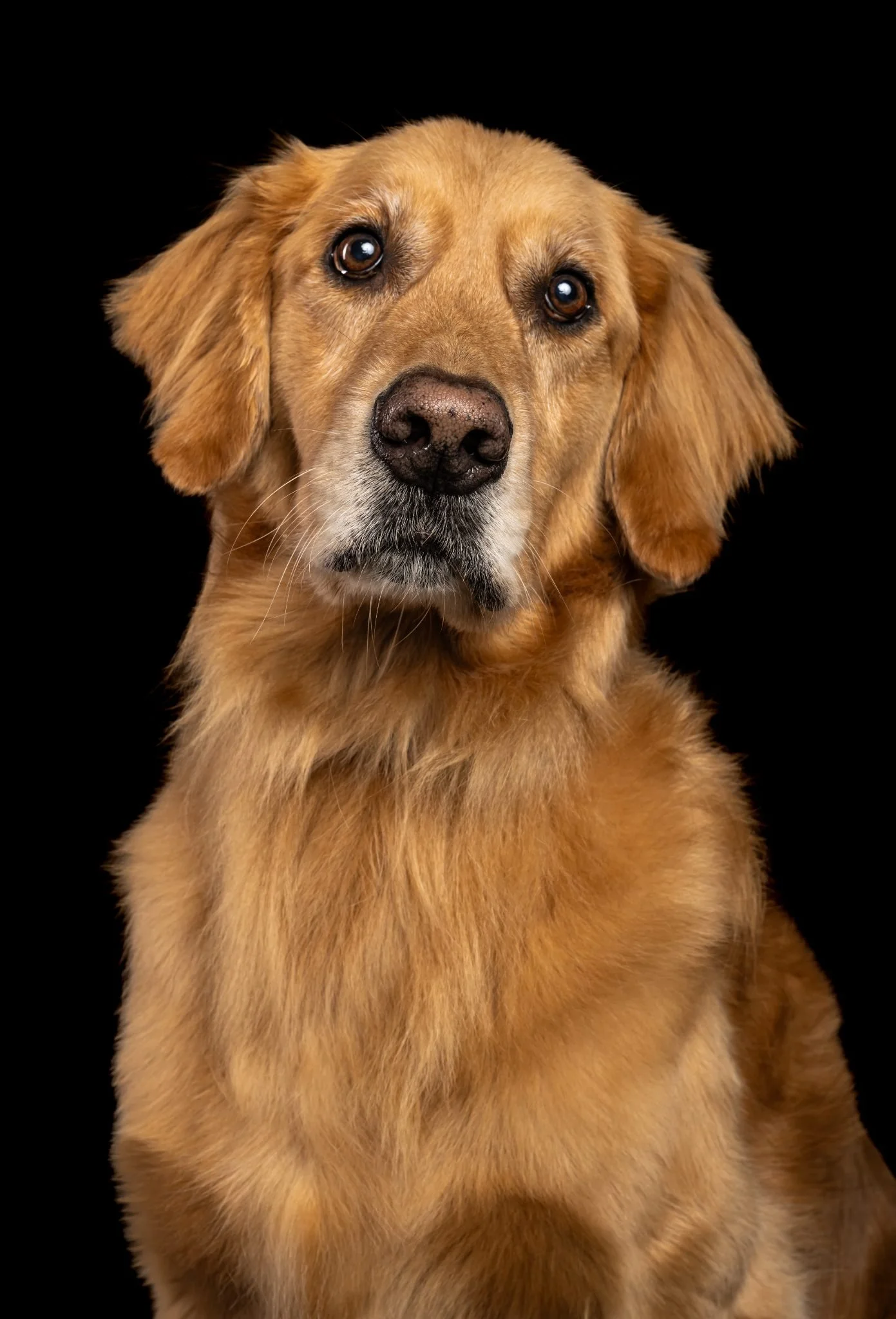 Close-up of a golden retriever dog against a black background.