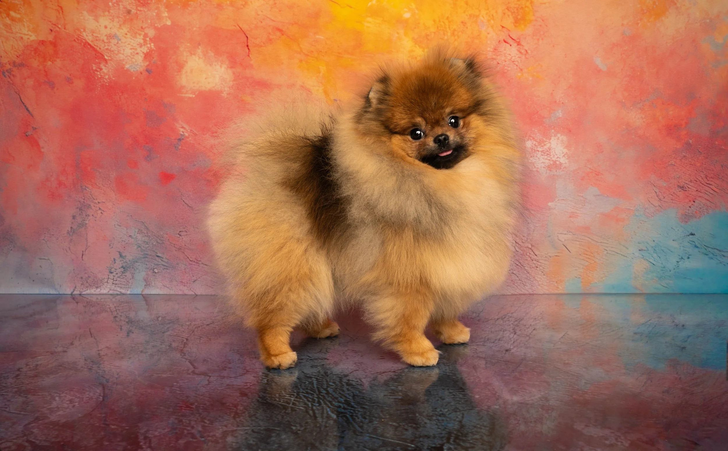 DOG_1158.jpg