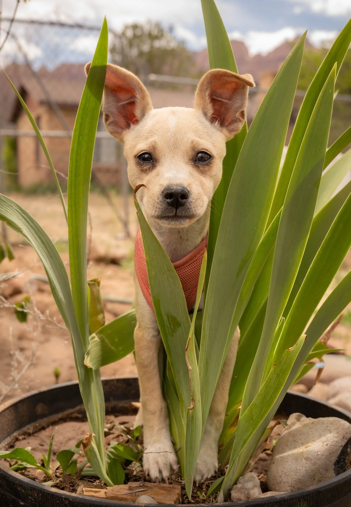 A small, light-colored puppy with large ears peeking through green, spiky plant leaves in a round planter outdoors.