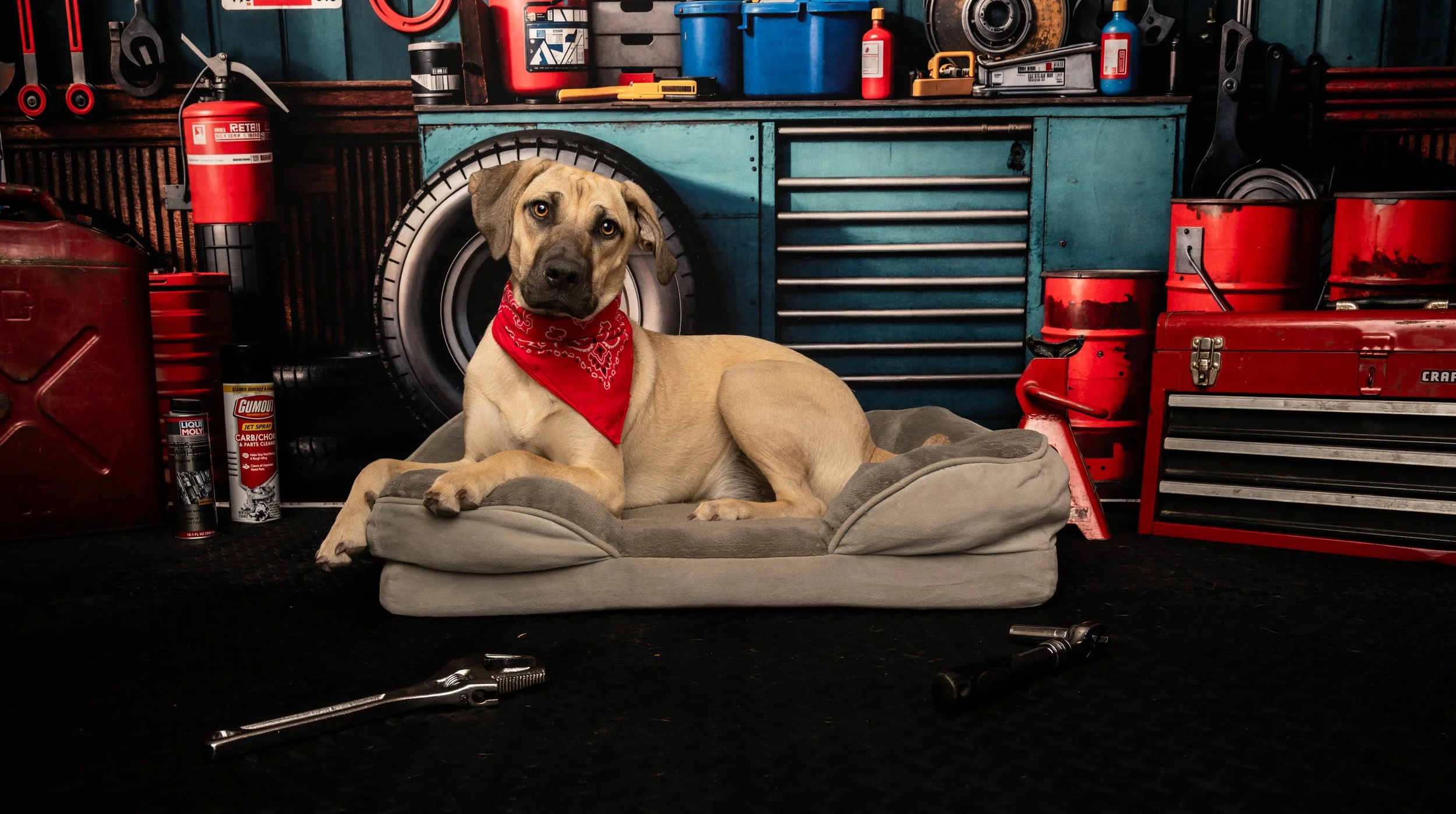 DOG_2018.jpg