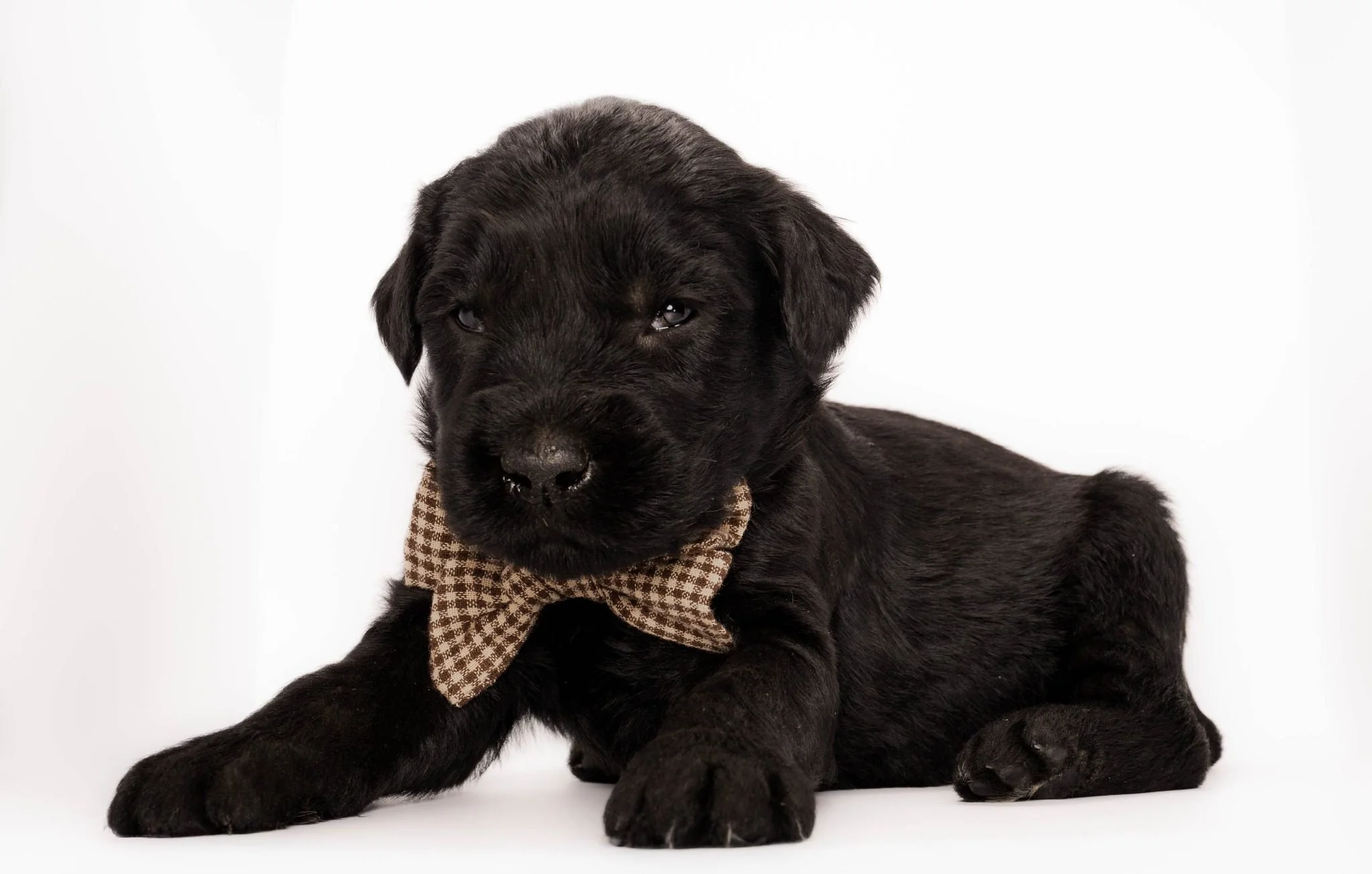Black puppy with a brown checkered bow tie sitting on a white background.