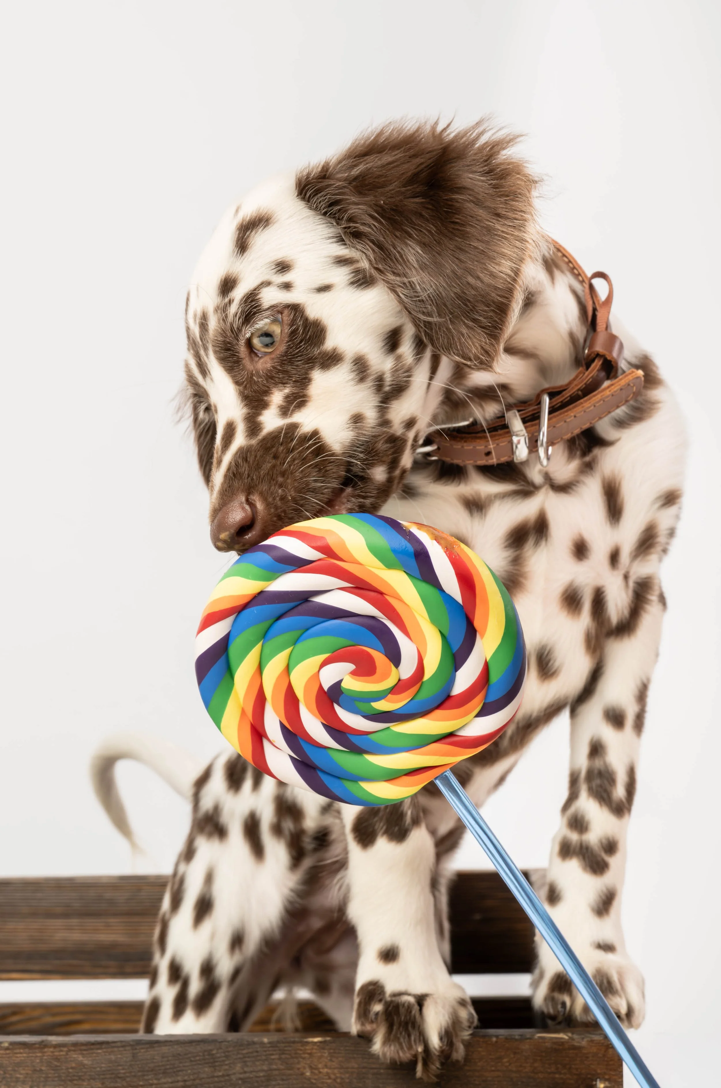 A Dalmatian puppy with brown spots and a brown collar, holding a colorful rainbow lollipop in its mouth, sitting on a wooden surface against a plain white background.