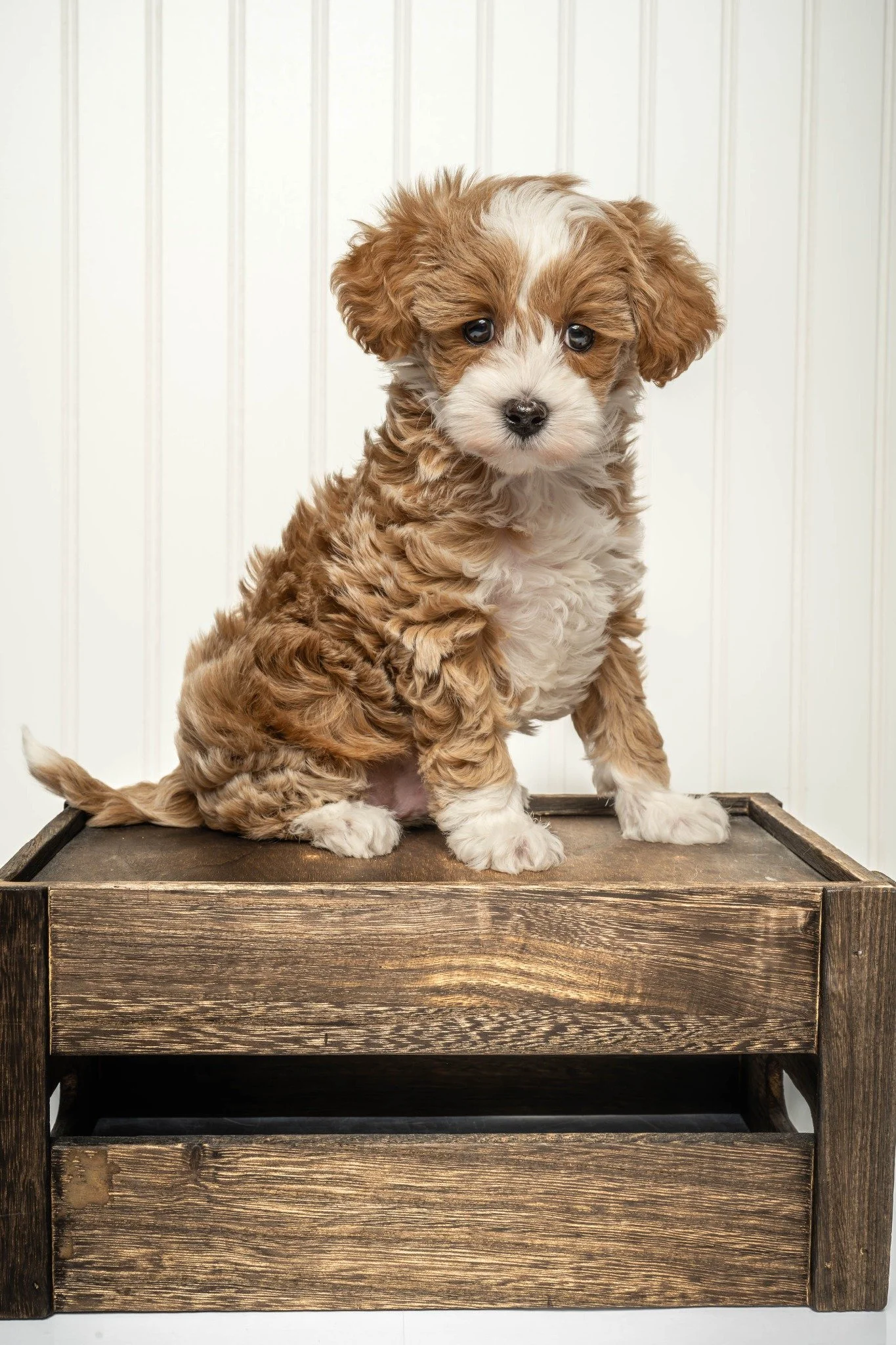 A fluffy brown and white puppy with big eyes sitting on a wooden crate against a white paneled background.