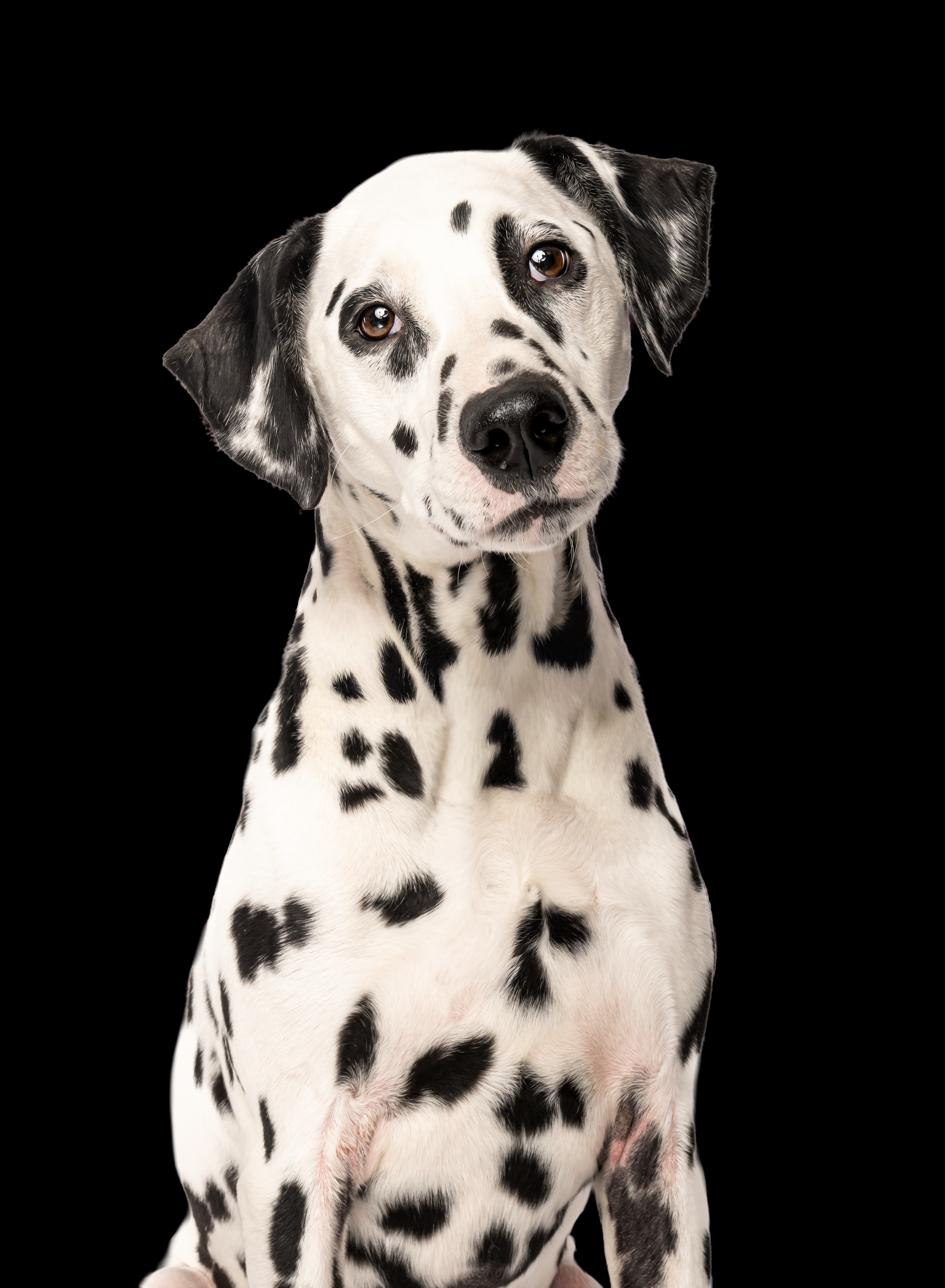 A Dalmatian dog with black spots on white fur sitting against a black background.