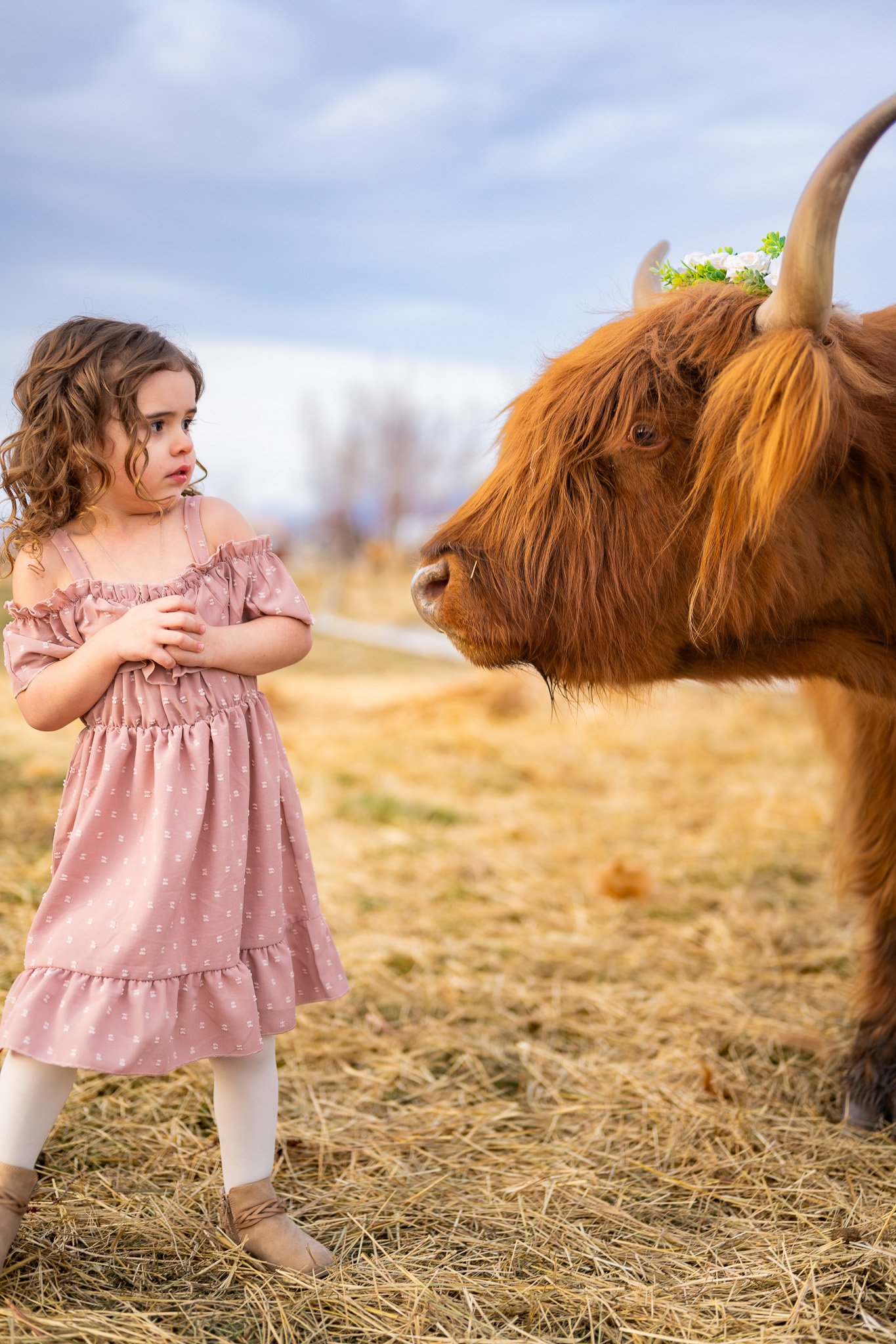 Little girl wearing a pink dress looking at a fluffy cow and the cow looking at her