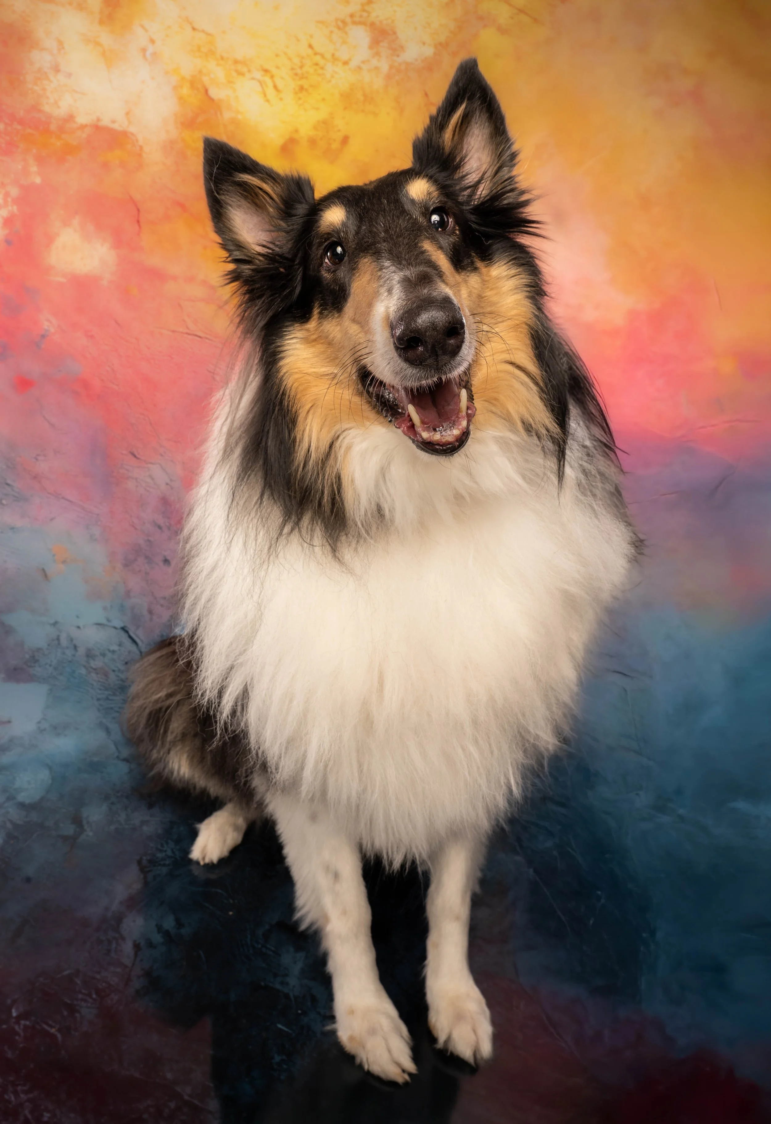 DOG_1034-Edit.jpg