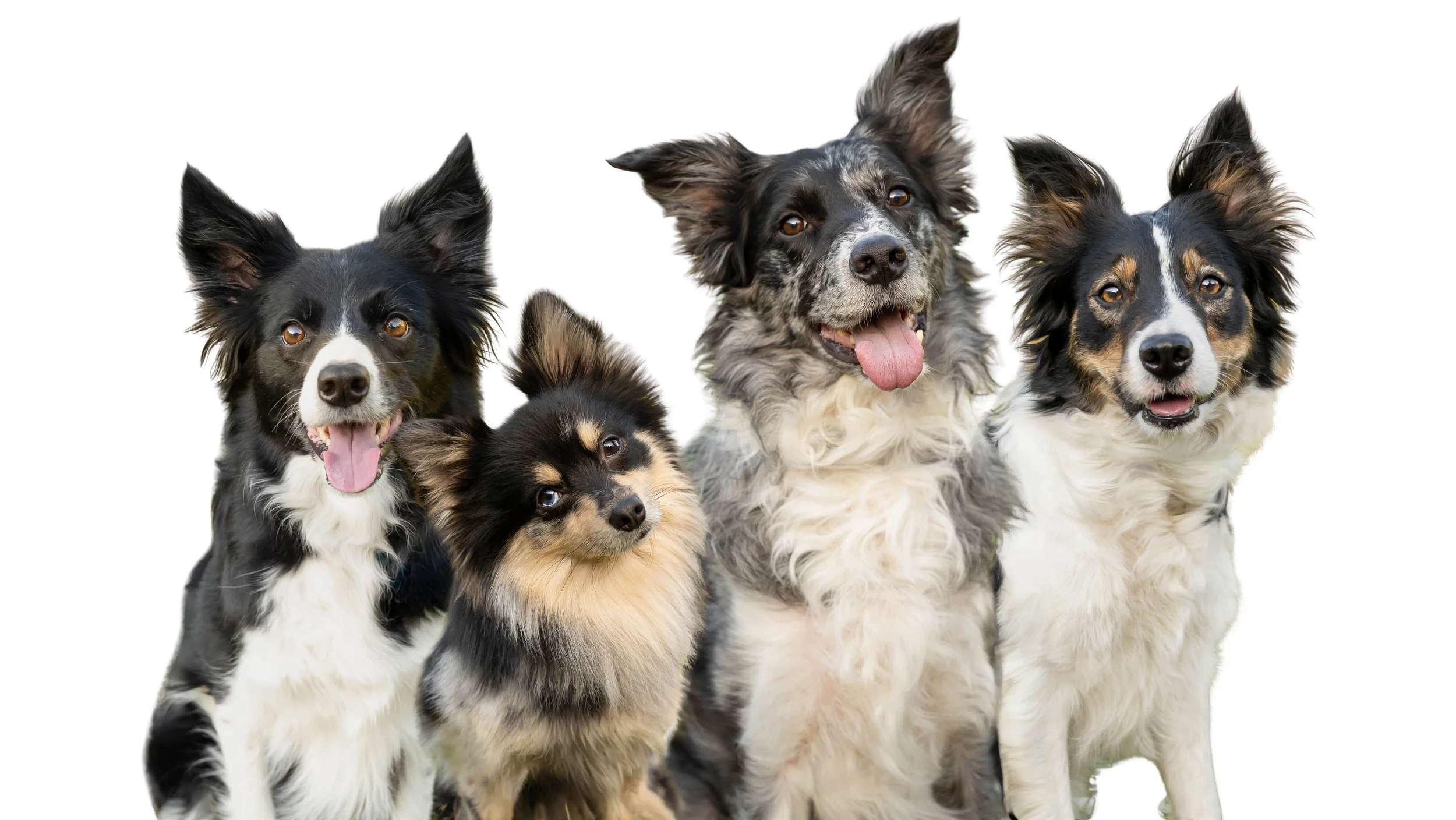 A group of five Border Collies, of various ages and coat colors, standing together against a white background.