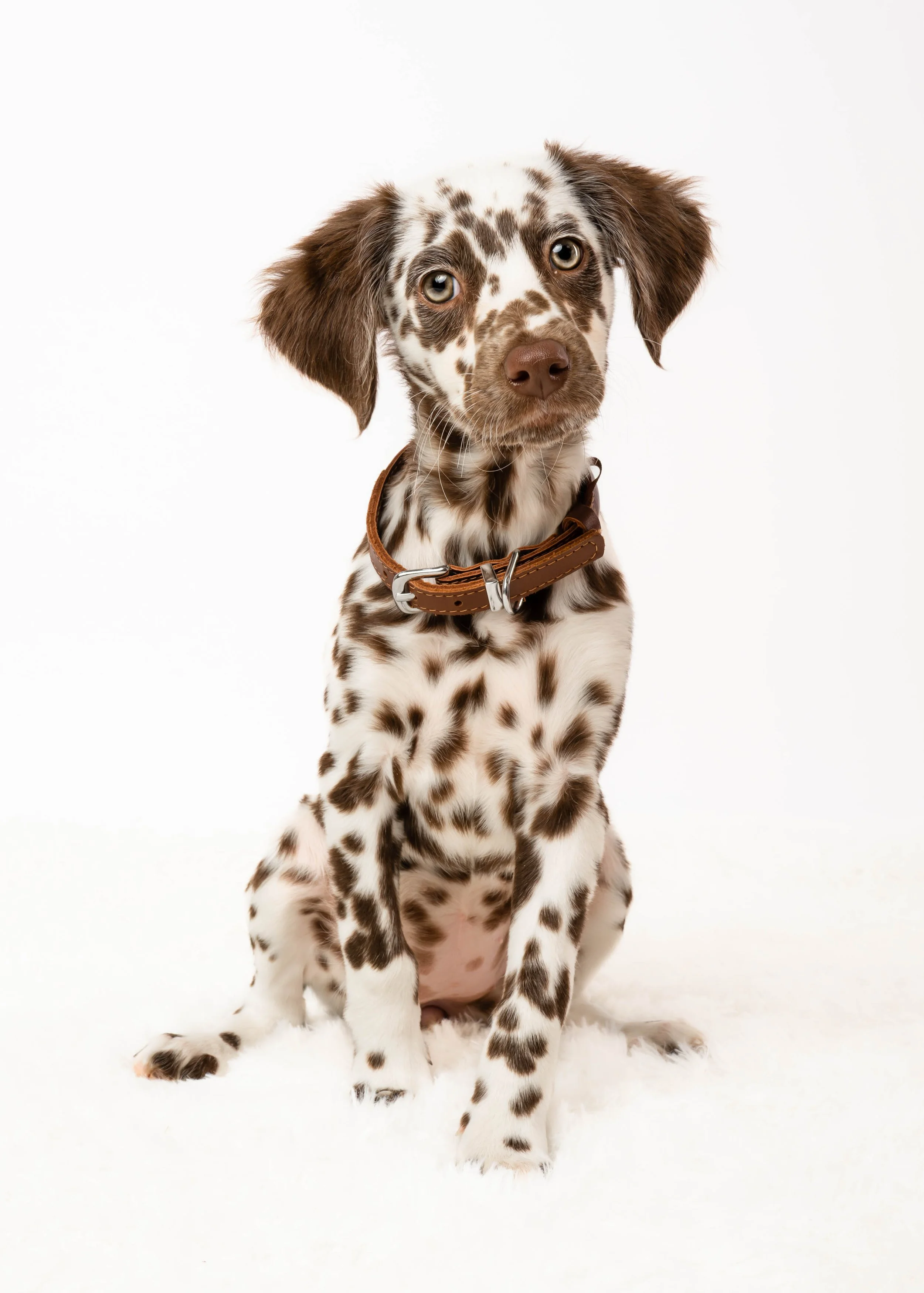 A puppy with a brown and white spotted coat, sitting on a white surface with a plain white background.