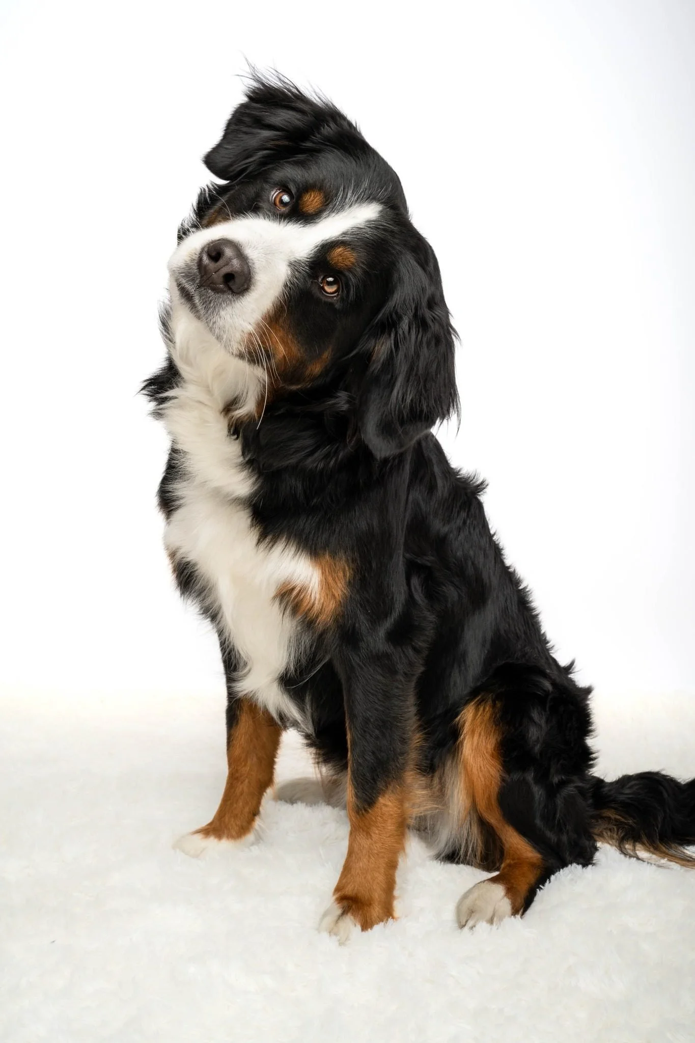 A Bernese Mountain Dog sitting on a white fluffy surface against a plain white background.
