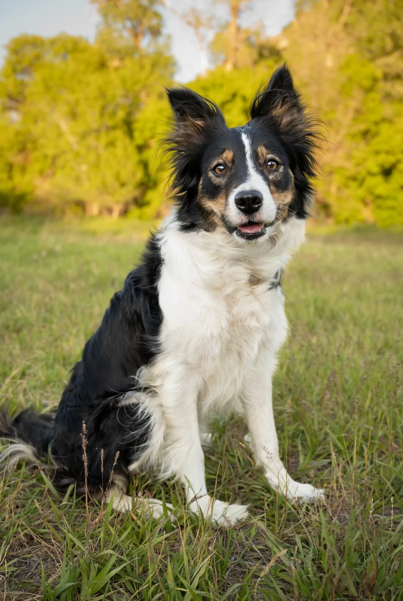 A black and white Australian Shepherd dog sitting in a grassy field with trees and blue sky in the background during sunset.