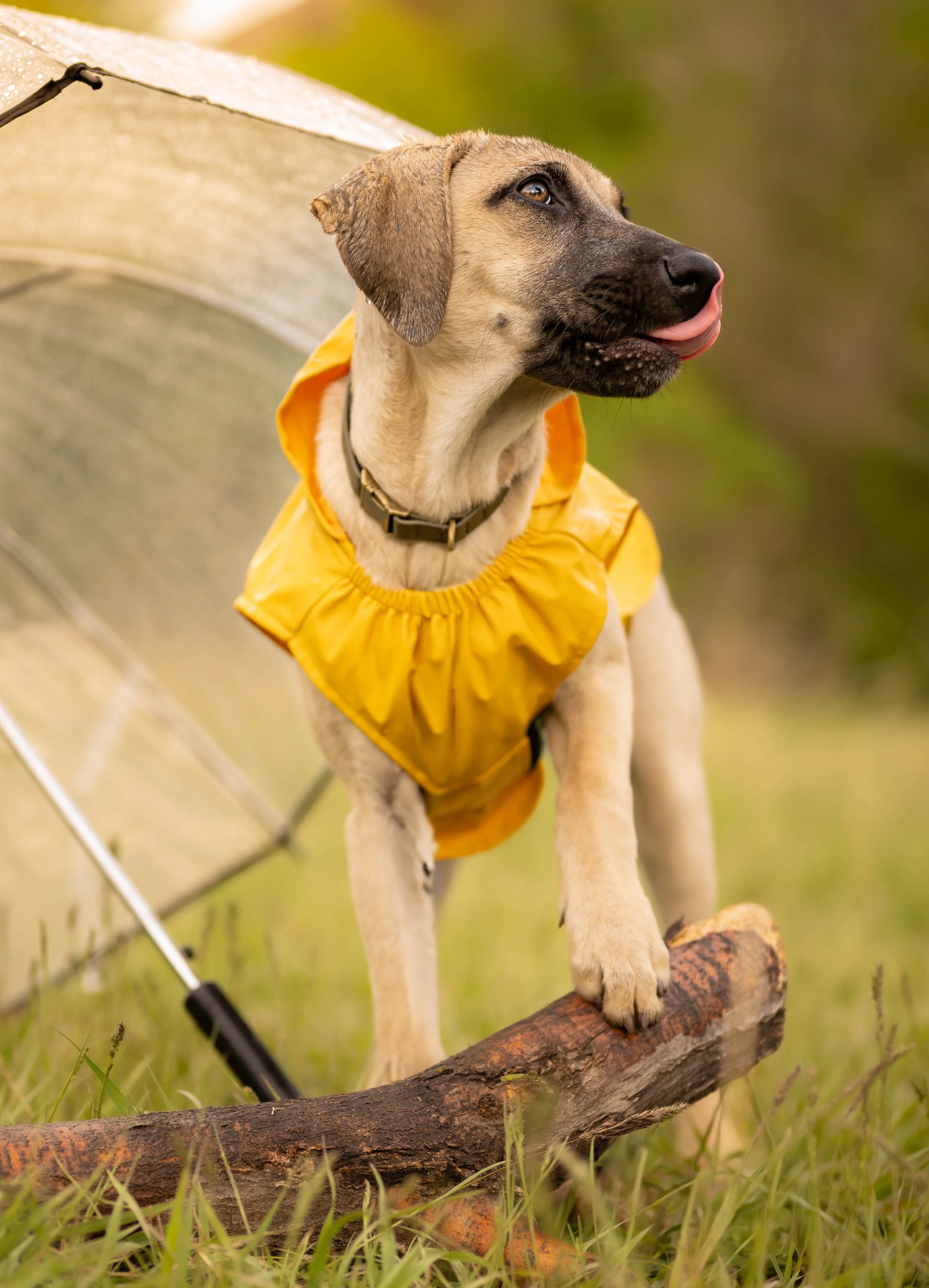 A puppy wearing a yellow raincoat standing on a log outdoors during daytime.