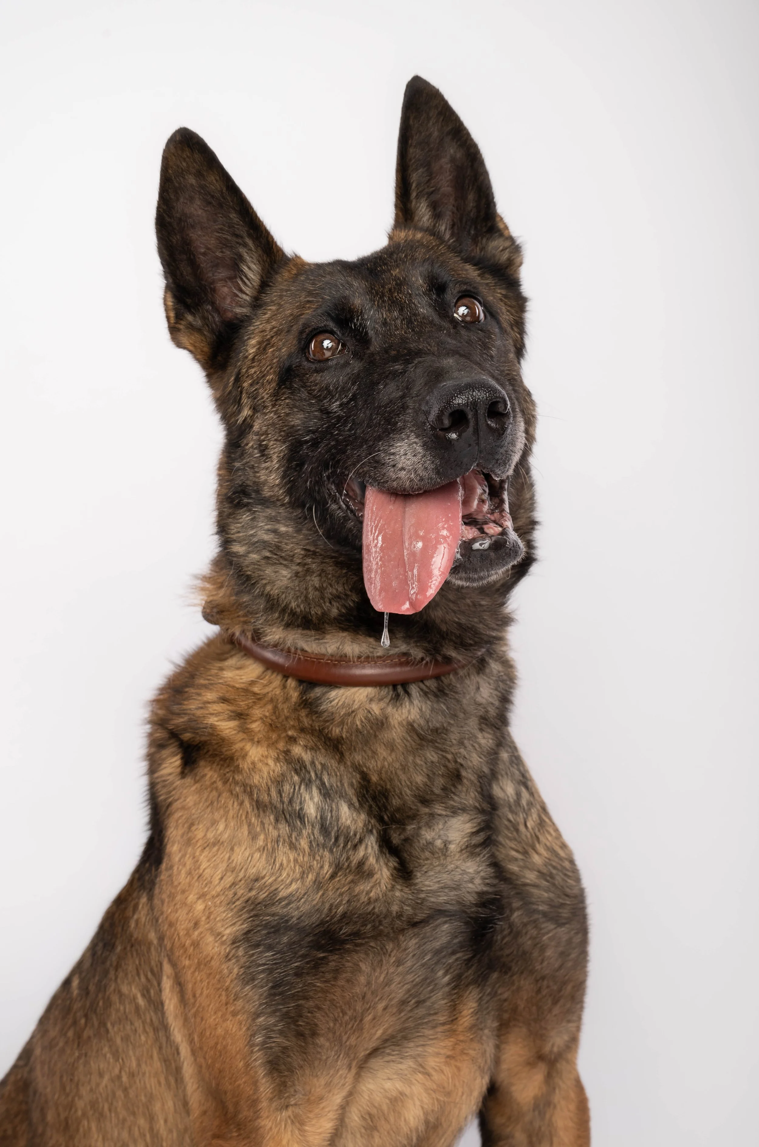 A mixed-breed dog with a brindle coat, expressive ears, and a pink tongue hanging out, looking upward against a plain light background.