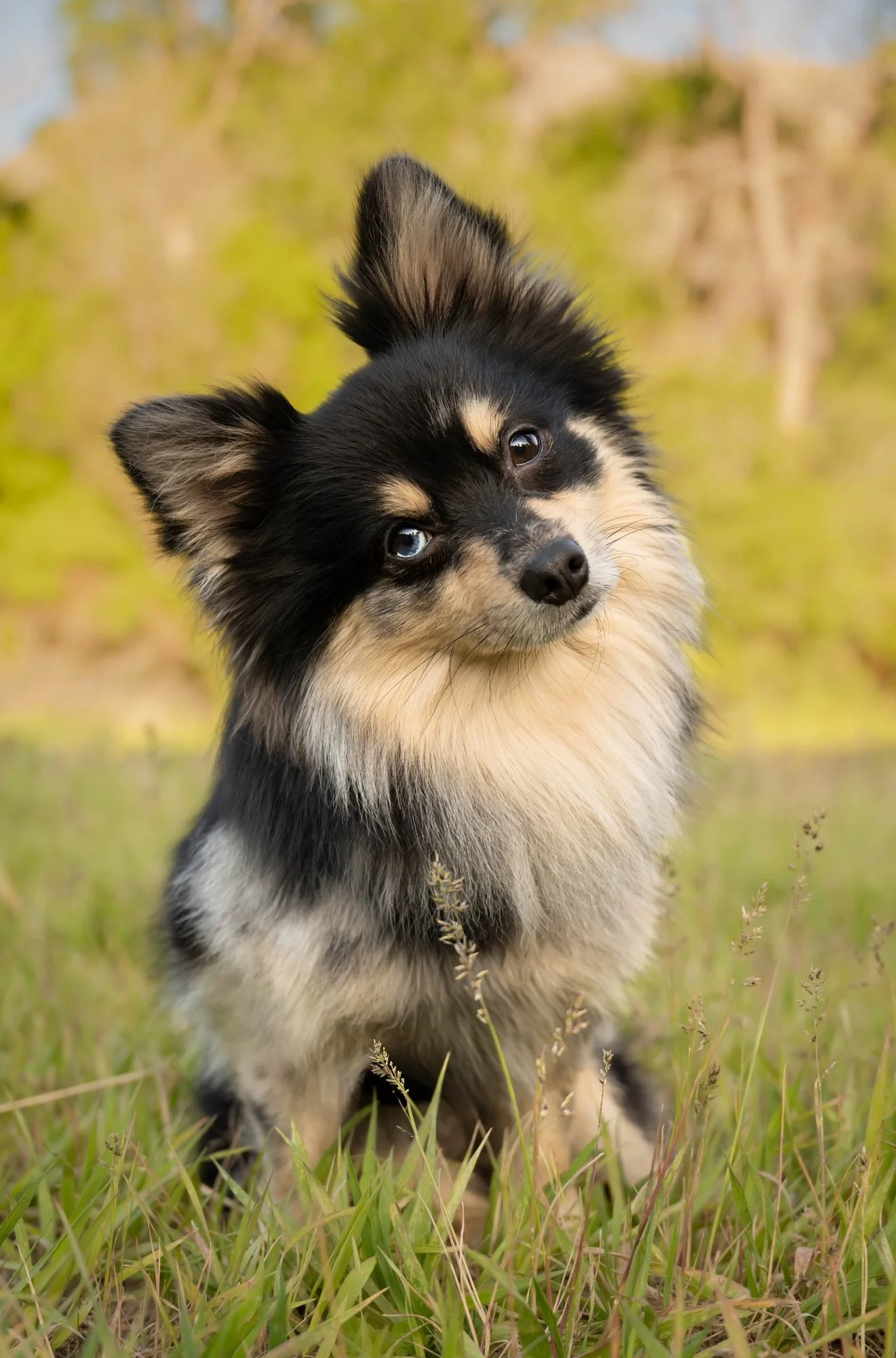 A cute dog with black and tan fur and blue eyes, standing in a grassy field with blurred trees in the background.