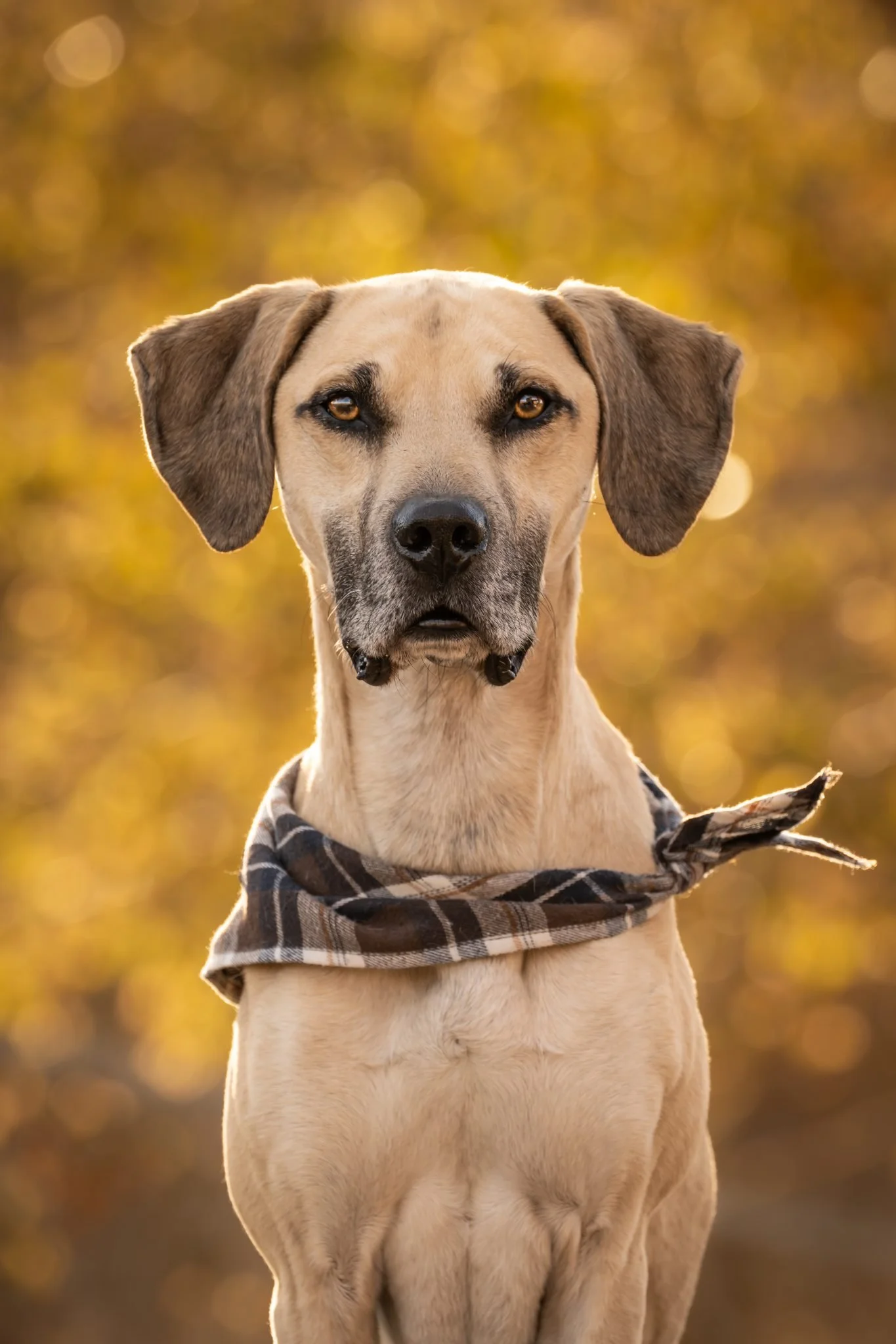 A tan dog with darker brown ears and a black nose, wearing a plaid bandana, standing outdoors with a blurred autumn background.