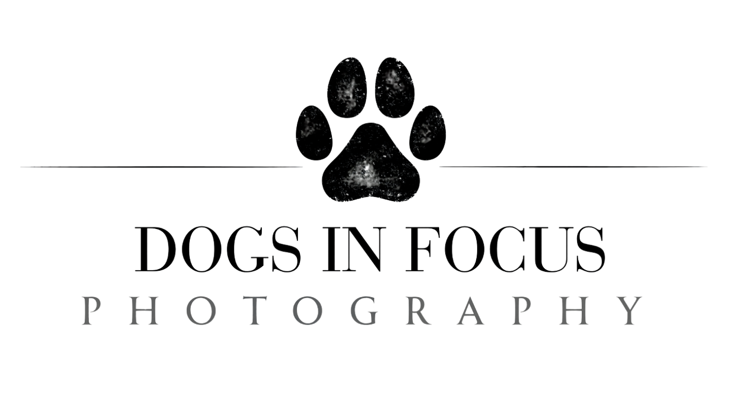 Dogs in Focus Canine Photography Utah