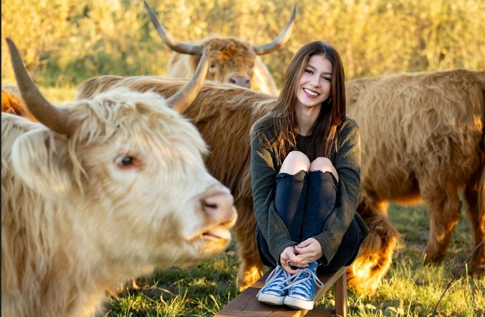 White mini highland cow in front of the photo with a female sitting on a bench in a field with three more cows