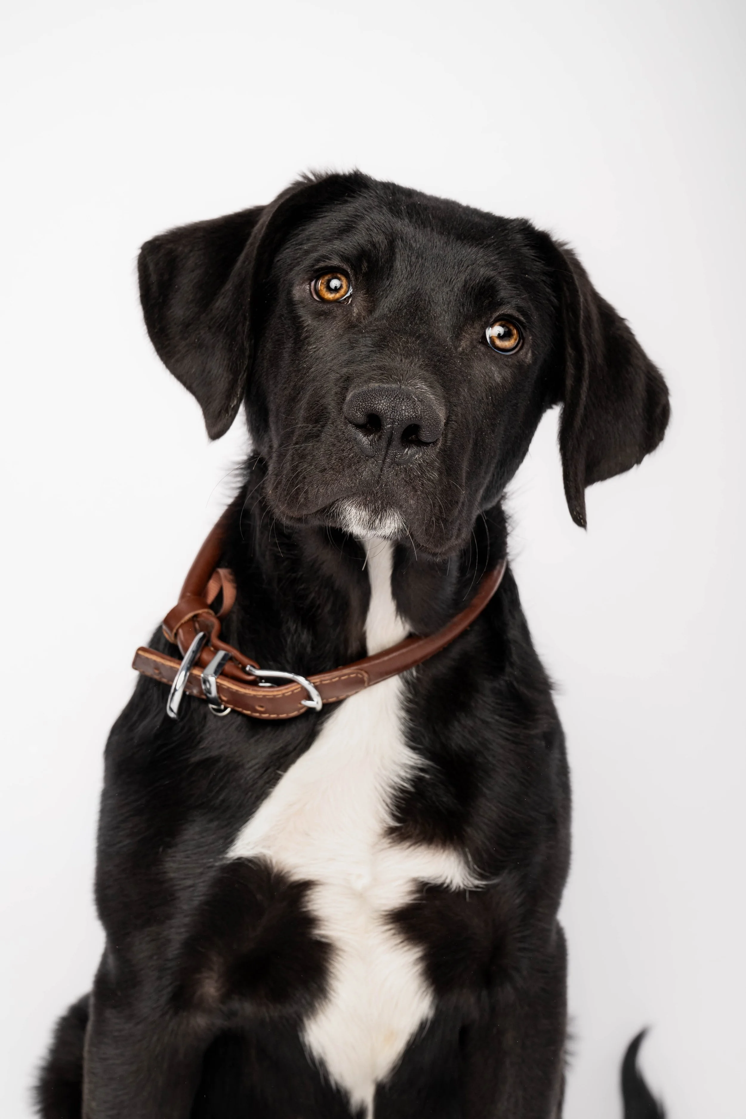 A black and white dog with hazel eyes wearing a brown leather collar, sitting against a plain white background.