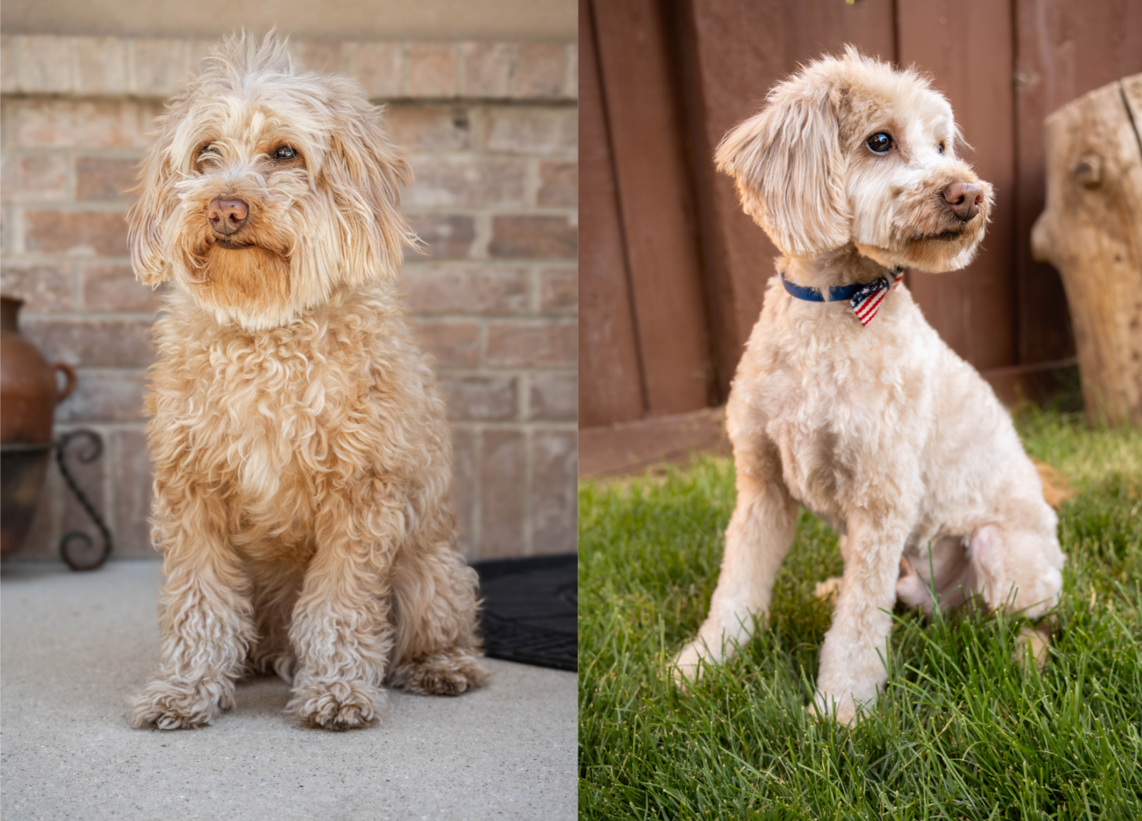 Comparison of two fluffy, light-colored dogs, one sitting on a porch and the other sitting on grass.