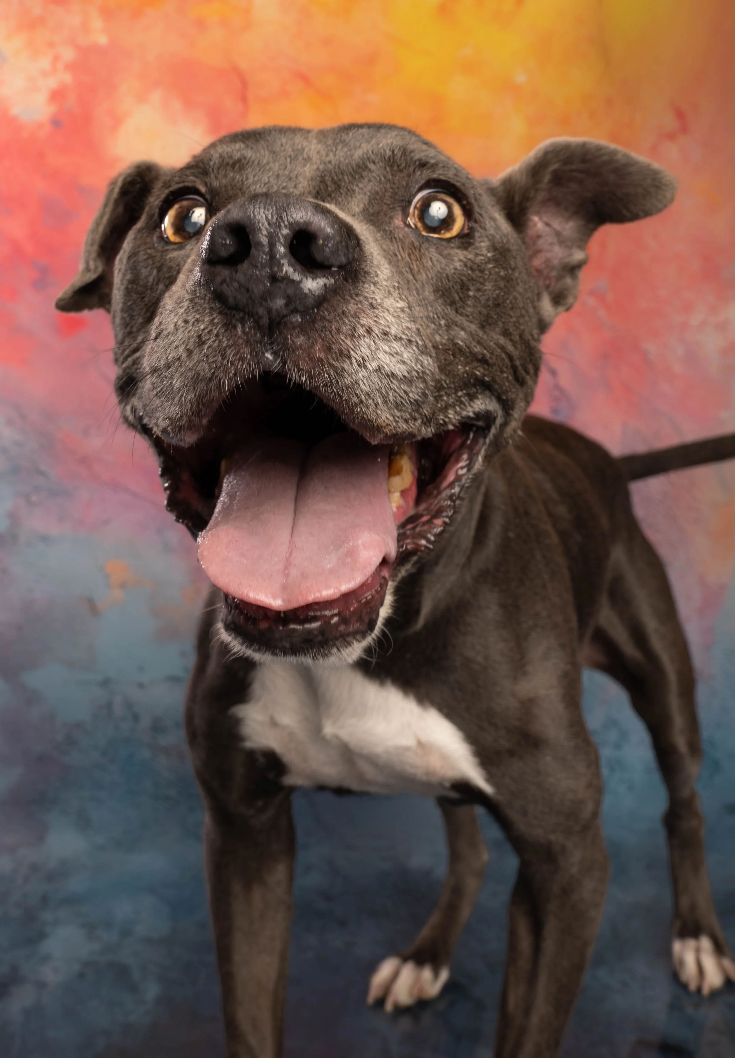 DOG_1042.jpg
