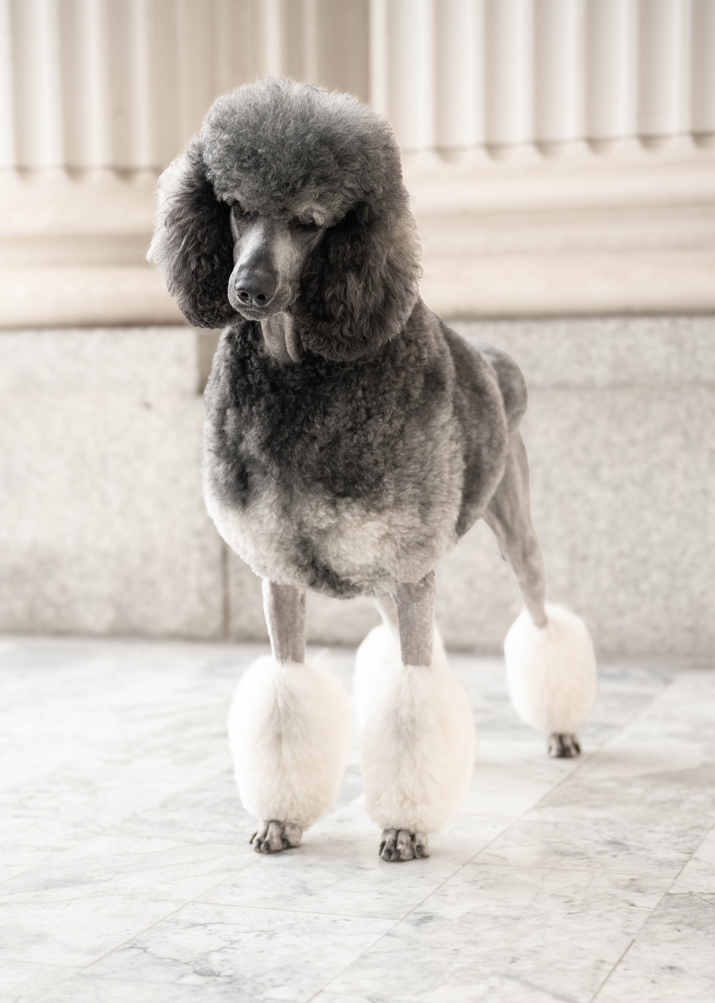 Bethany&Poodles (10).jpg