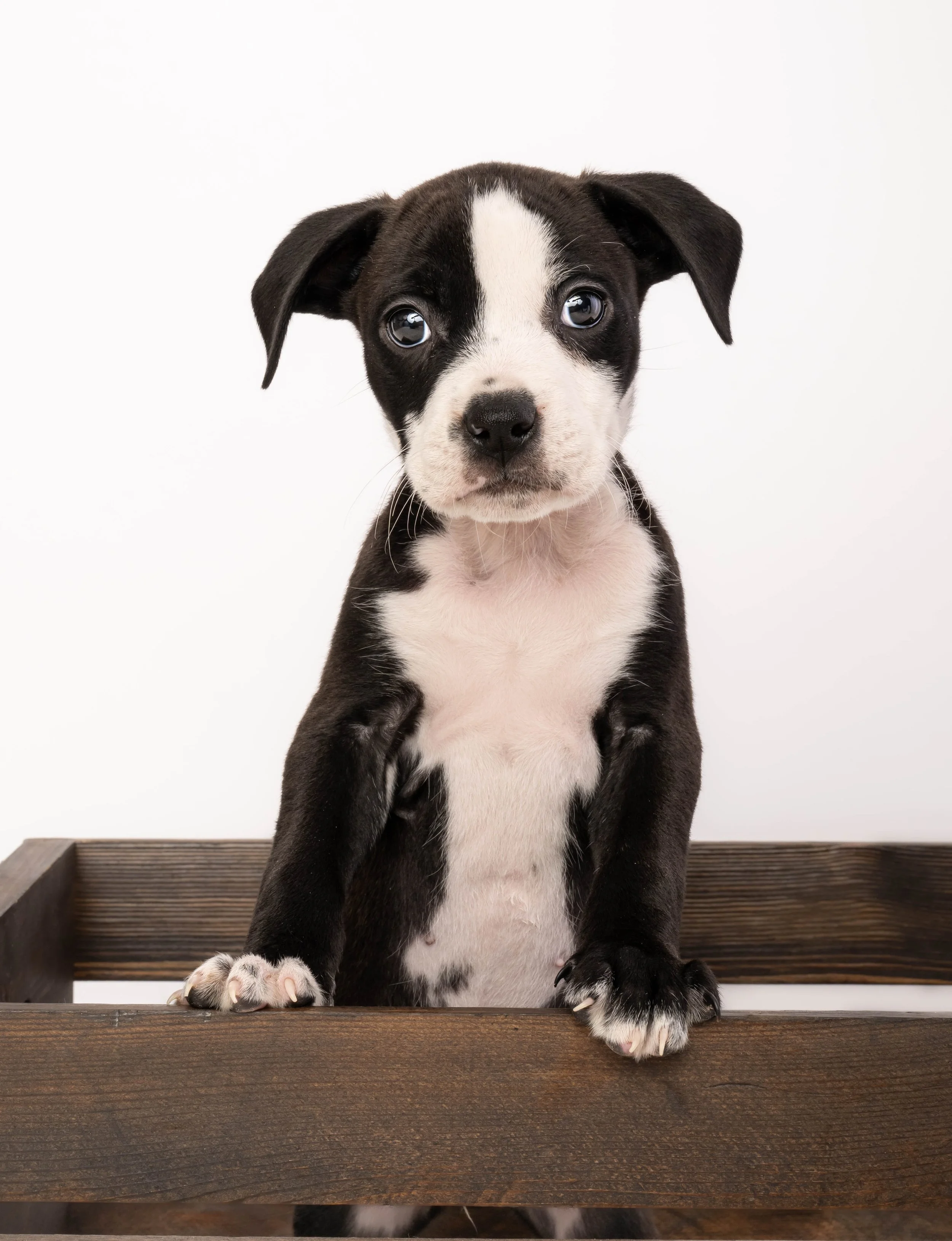 A black and white puppy sitting on a wooden surface, looking directly at the camera with a curious expression.