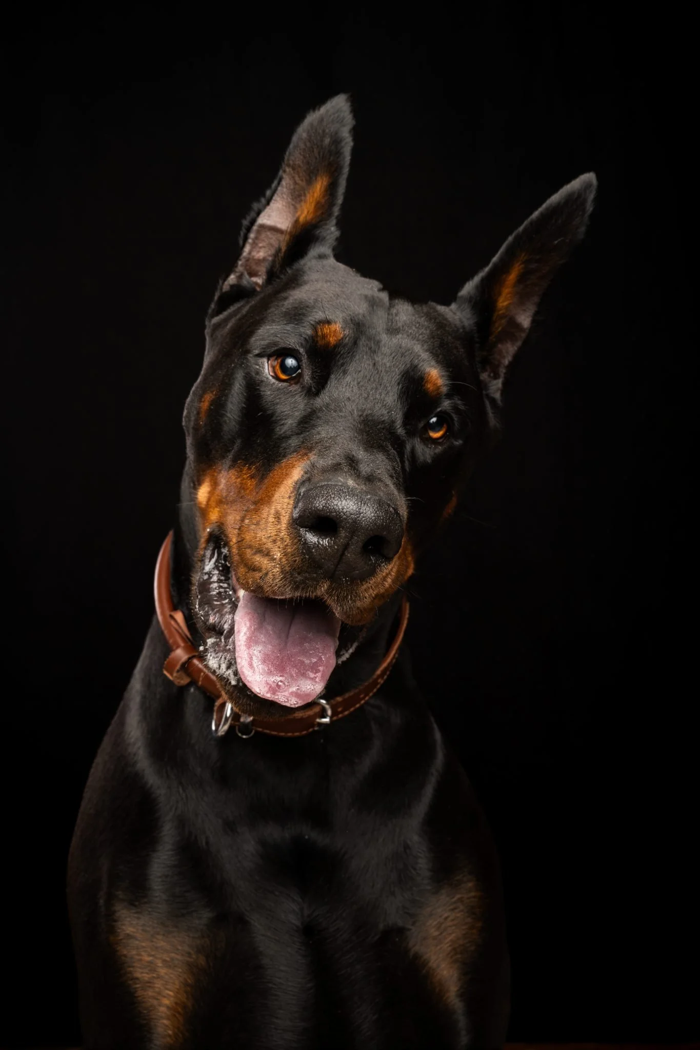 A close-up of a black and tan Doberman dog with one ear upright, the other's ear slightly tilted, and a brown leather collar, against a black background.
