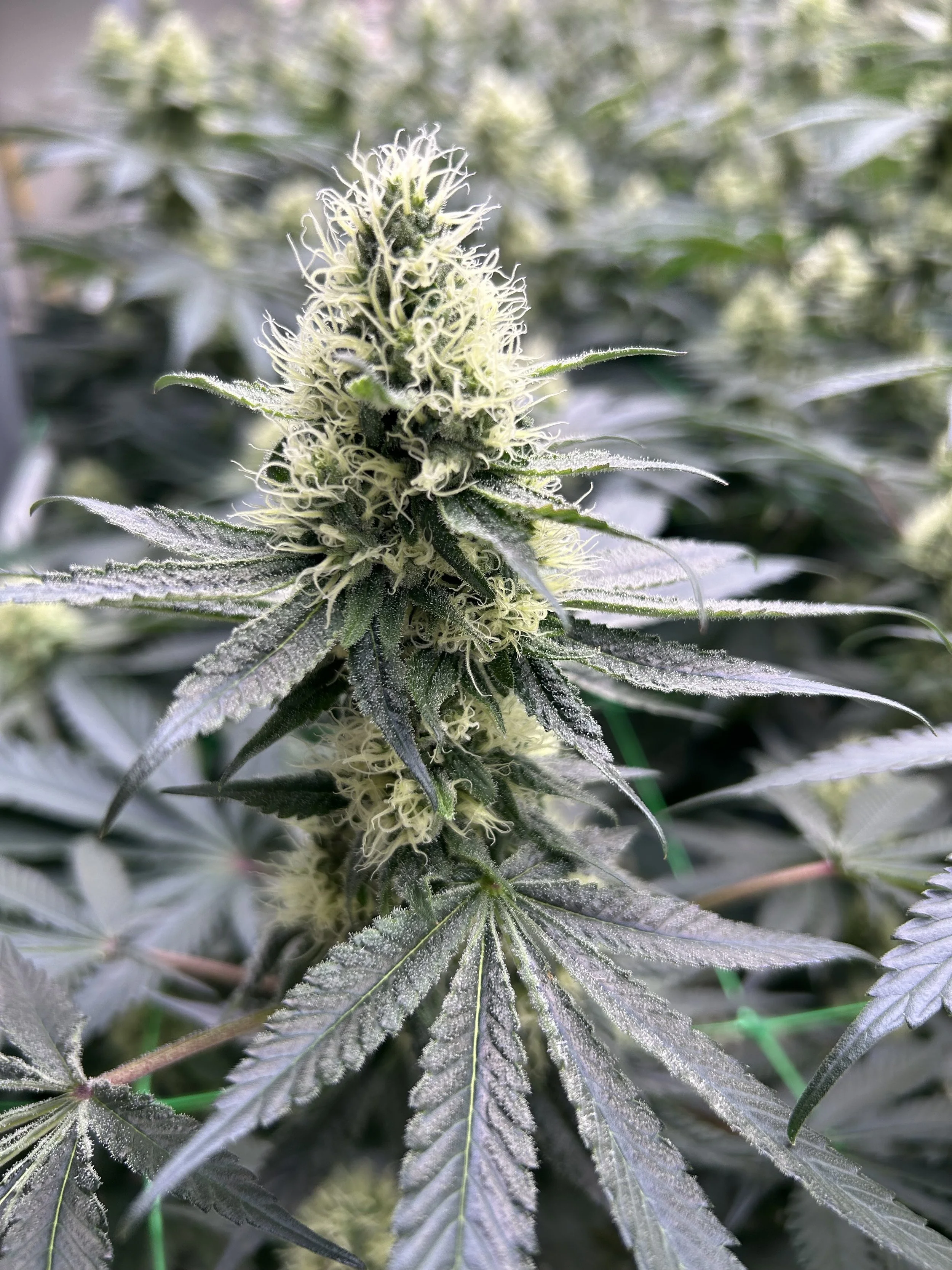 week of 11/09- 11/15/25 