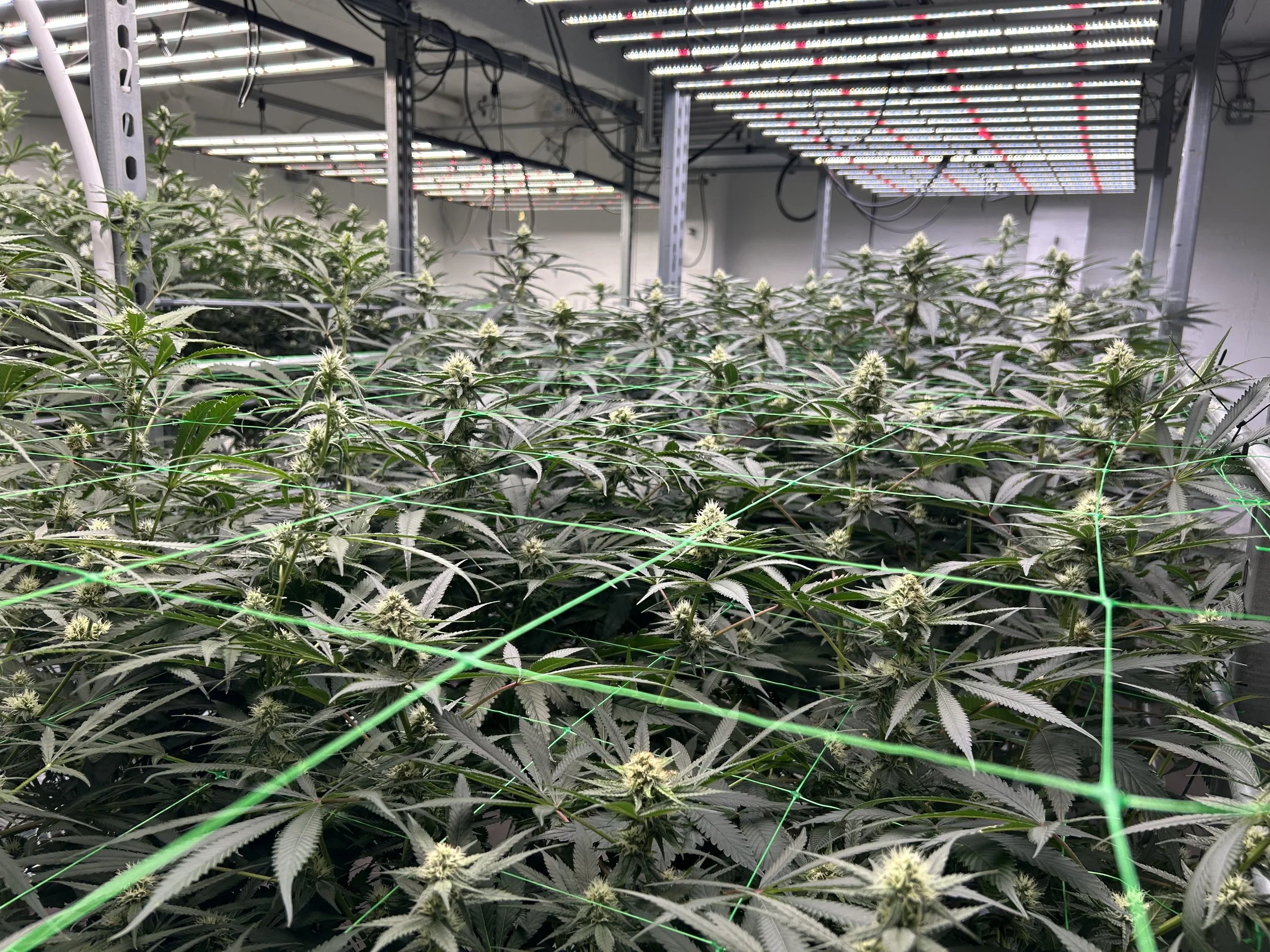 week of 11/02- 11/08/25 