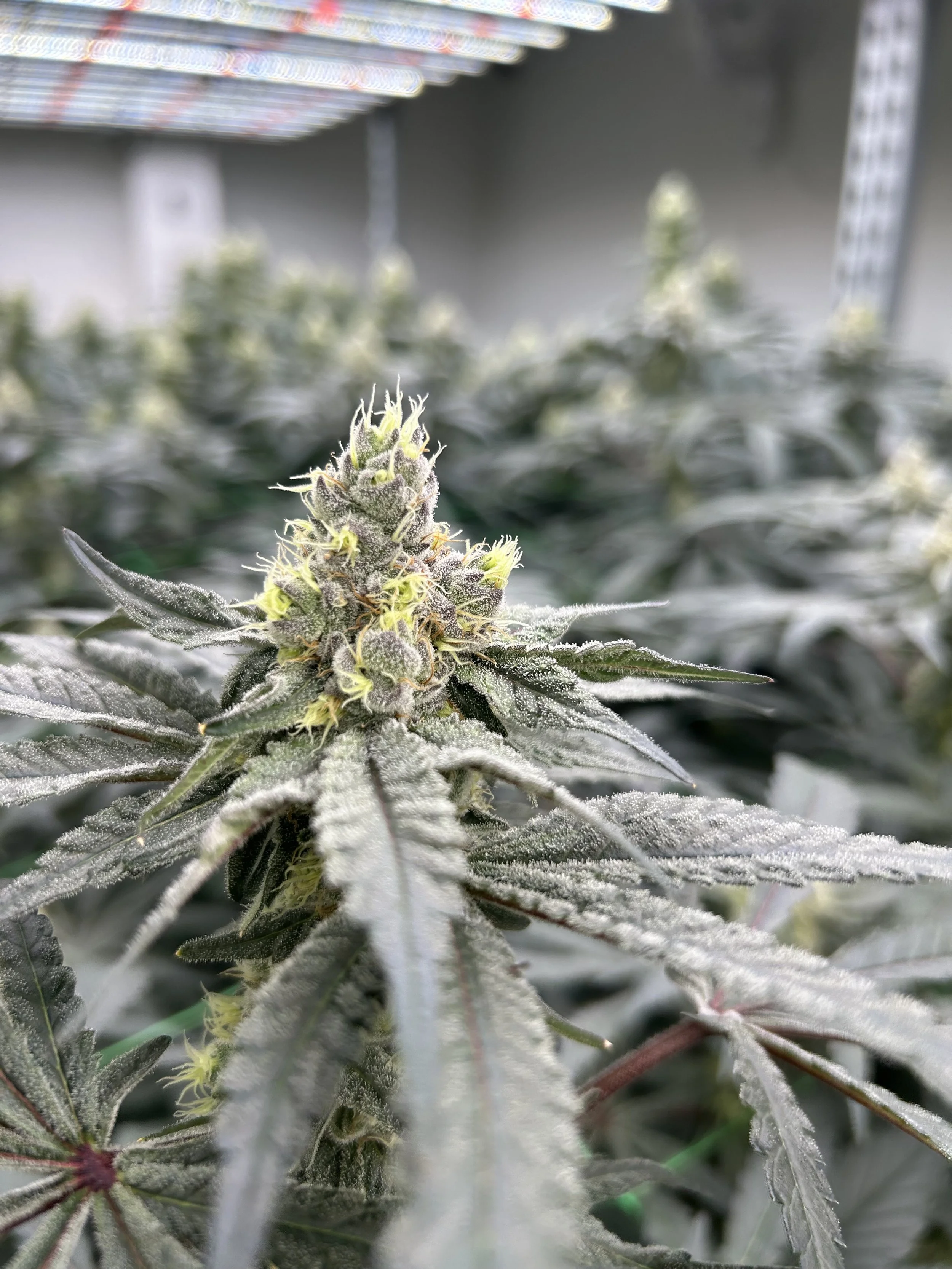 week of 11/16- 11/22/25