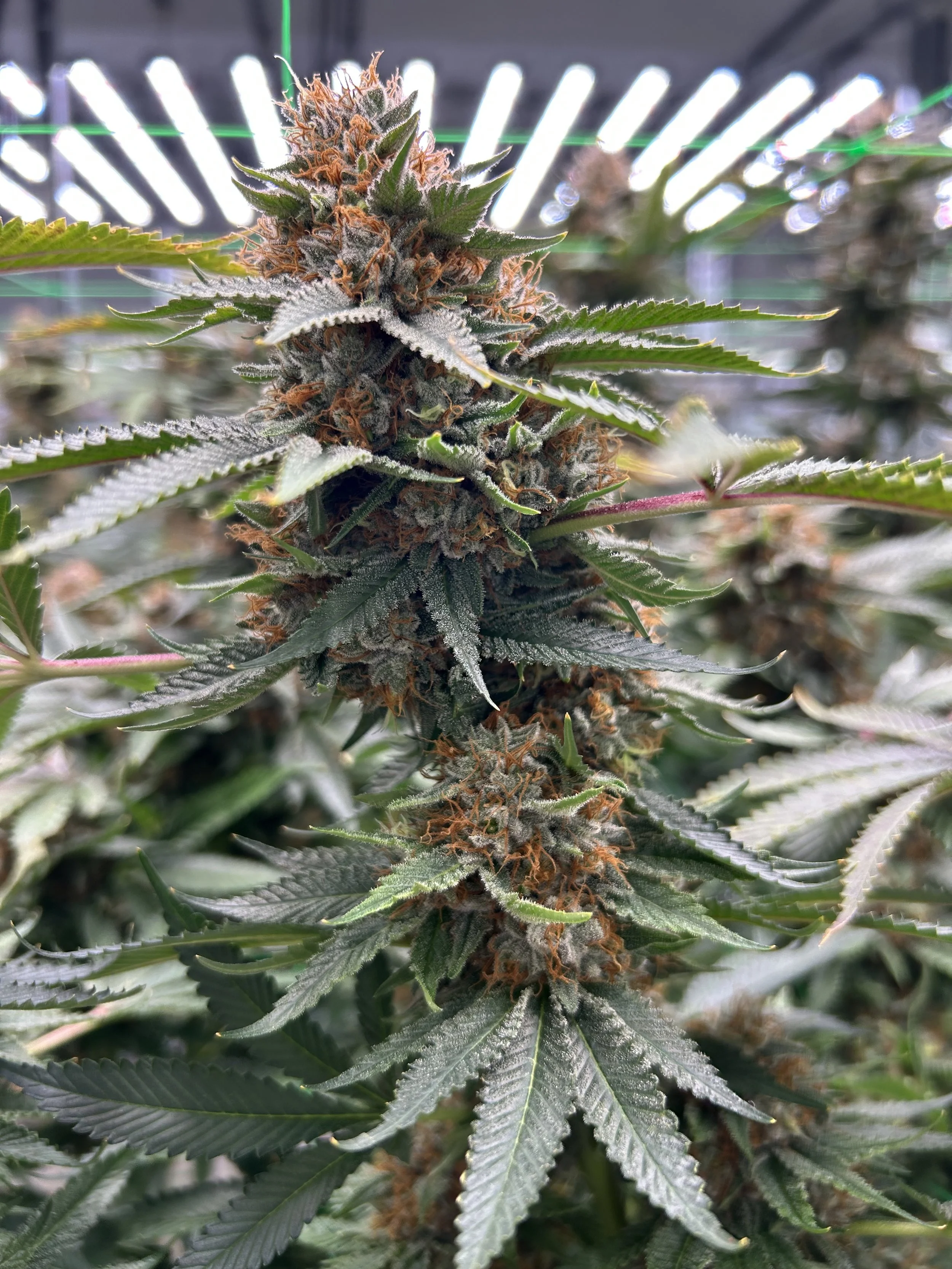 week of 11/30- 12/06/25