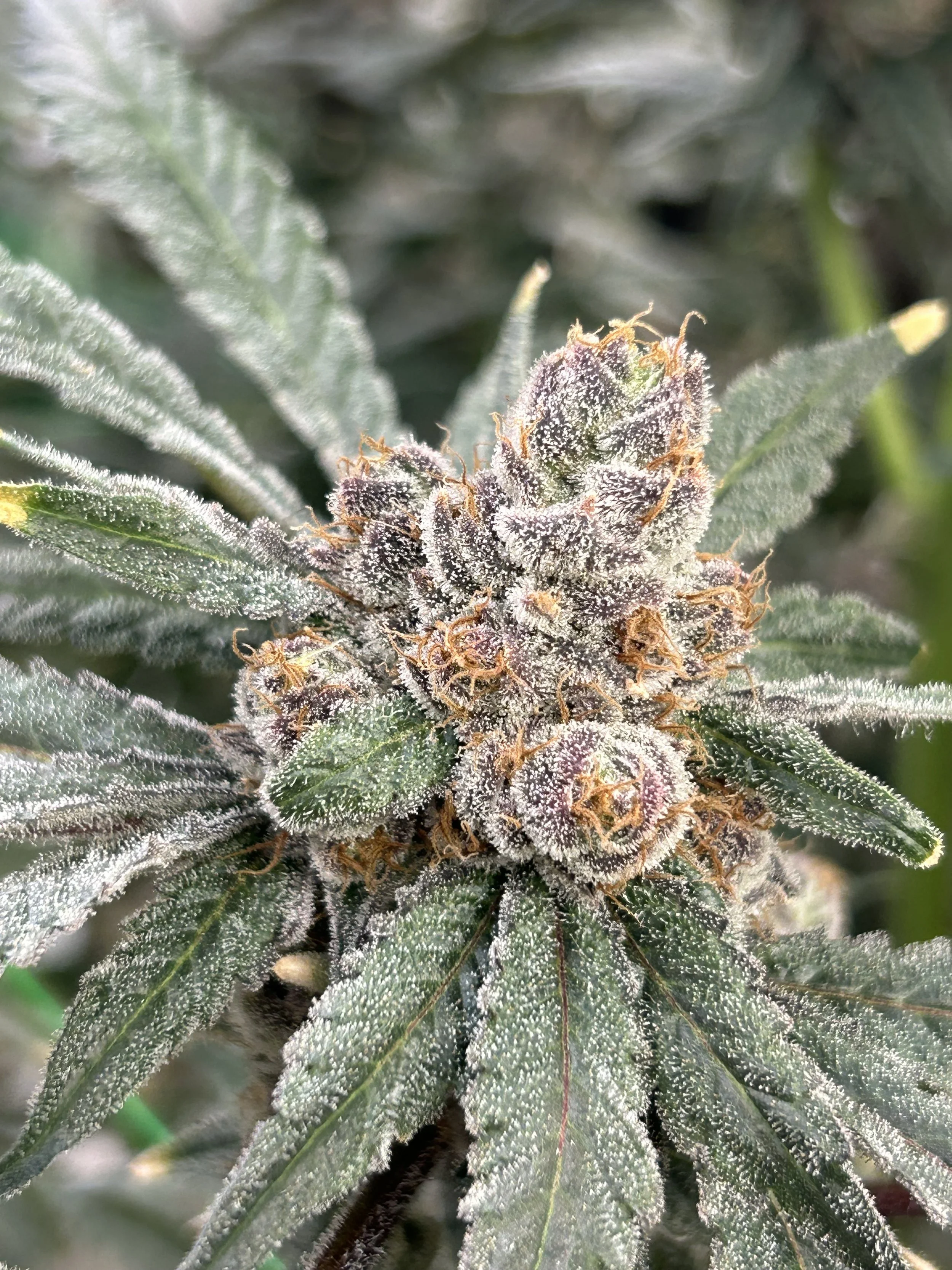 week of 12/07- 12/13/25