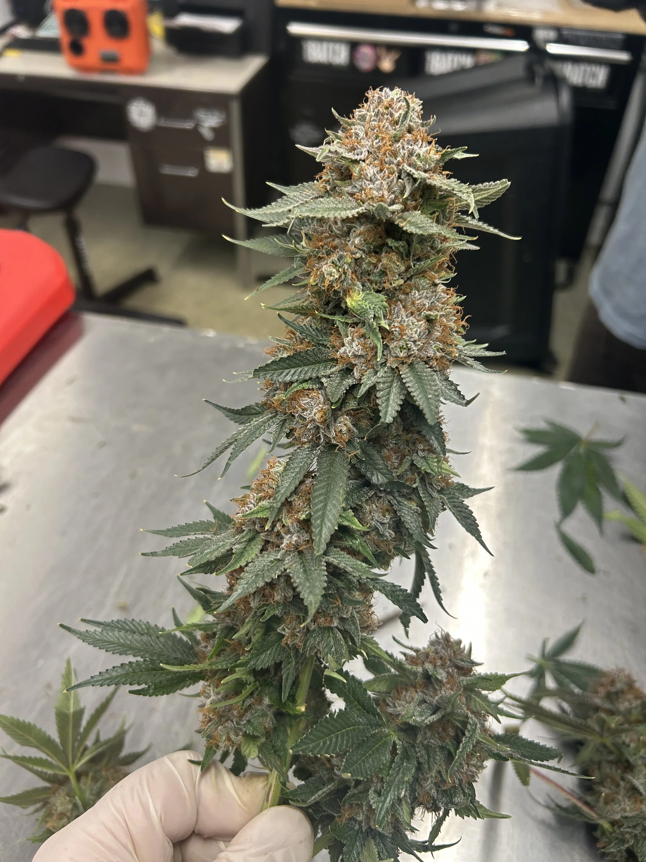 week of 12/14- 12/20/25