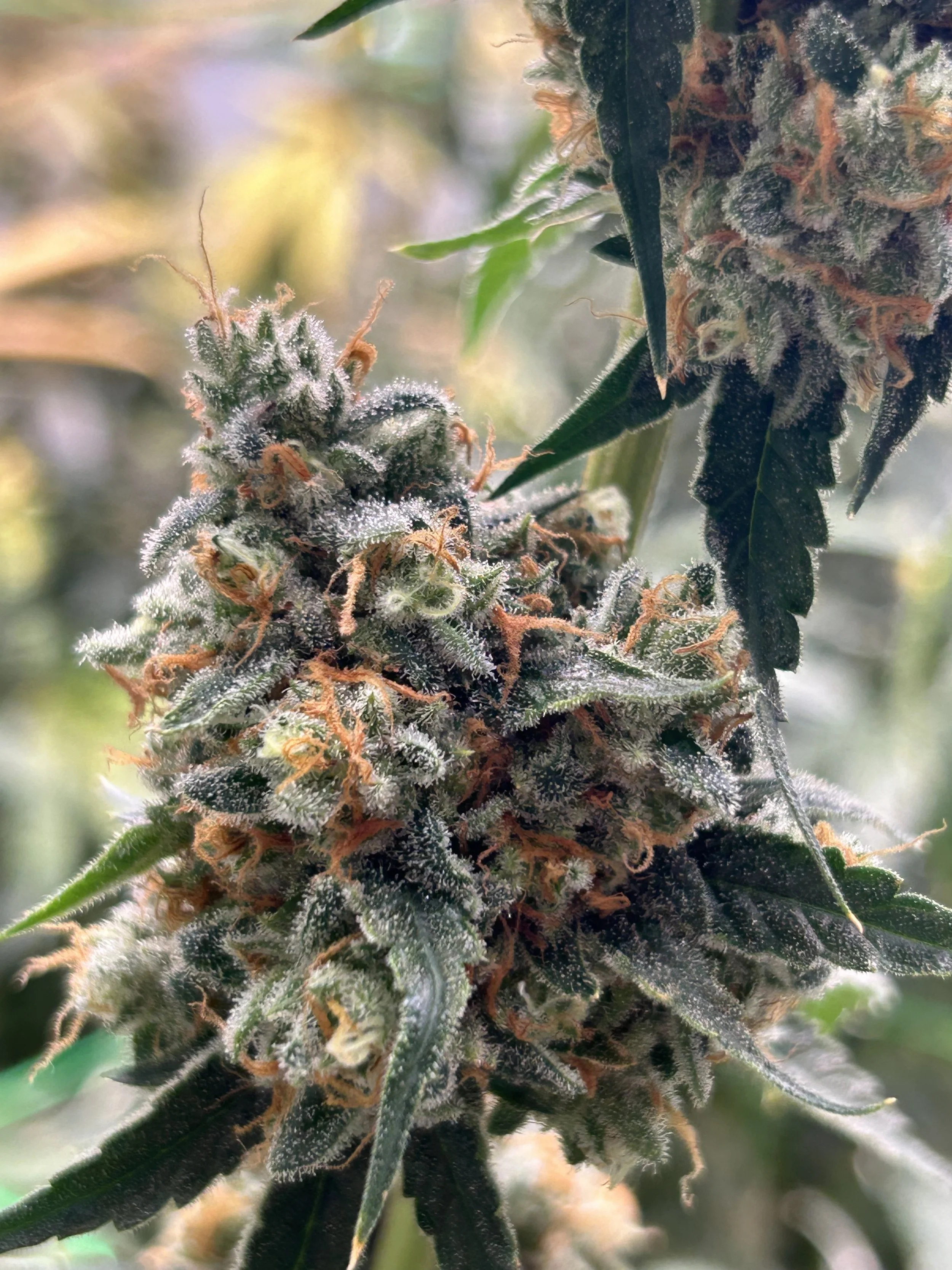 week of 12/21- 12/27/25