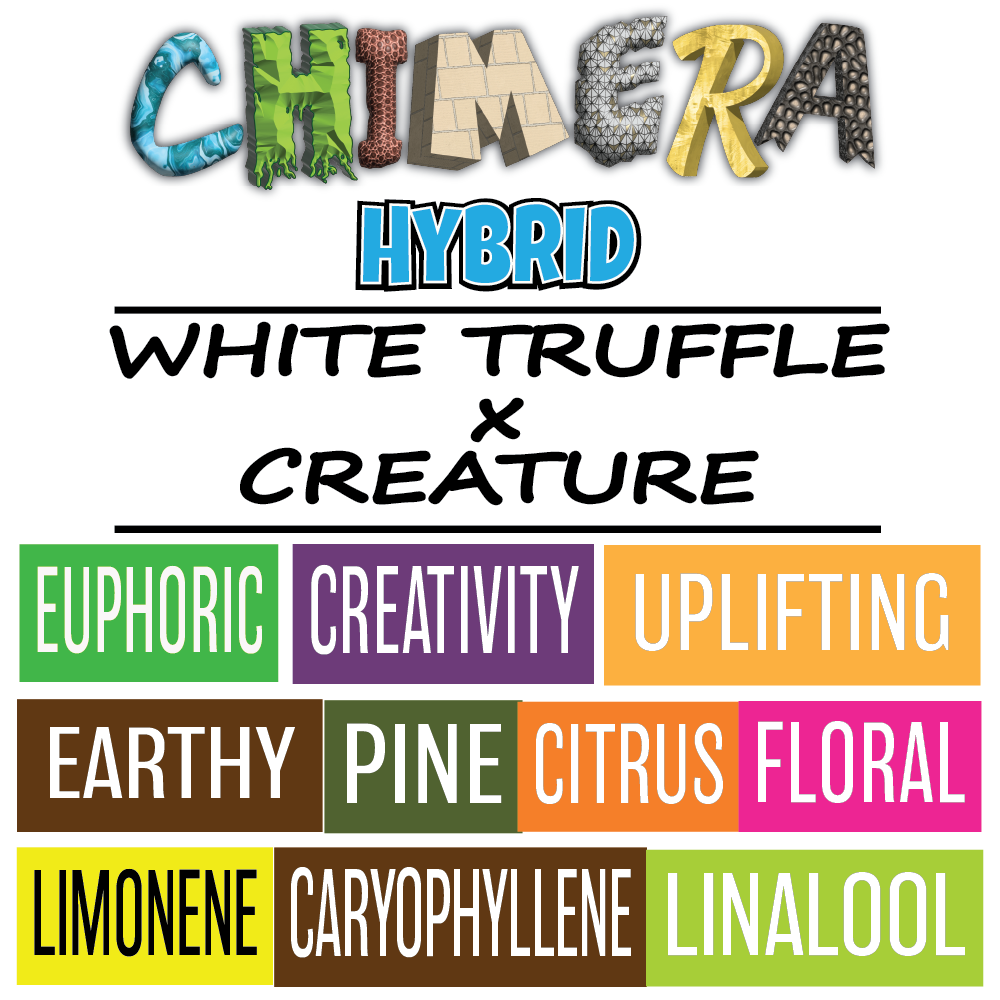 Chimera - Strain Card - 1000px x 1000px.png