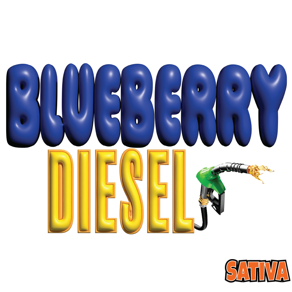 Blueberry Diesel - Sativa