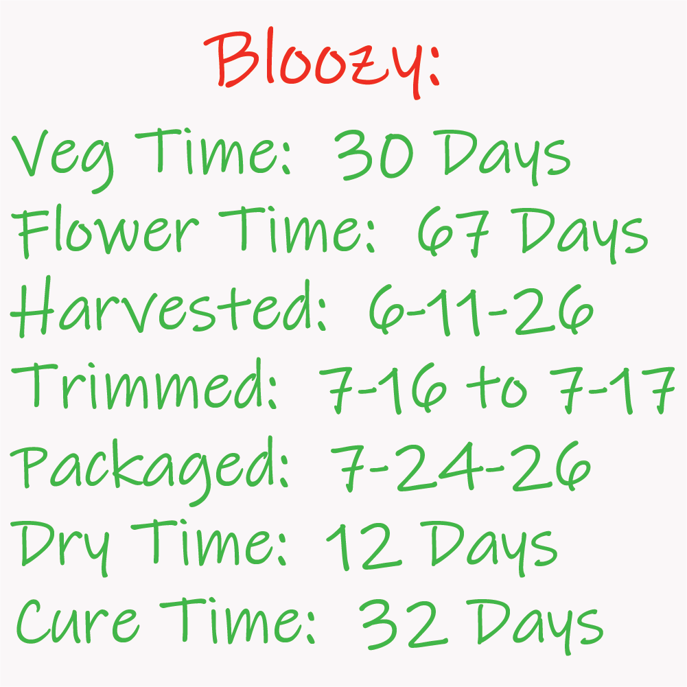 Bloozy time-line Card - 7-20-26.png