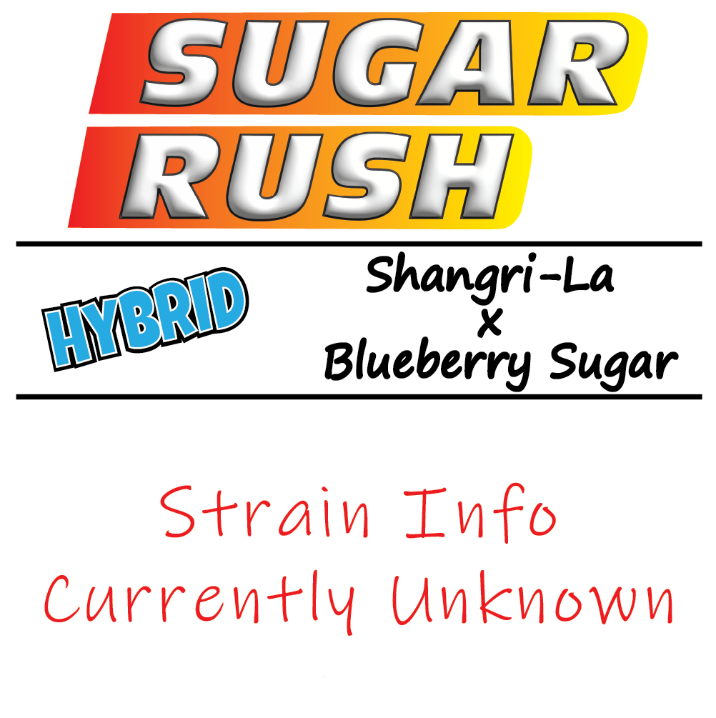 Sugar Rush - Strain Card - 1K x 1K.png