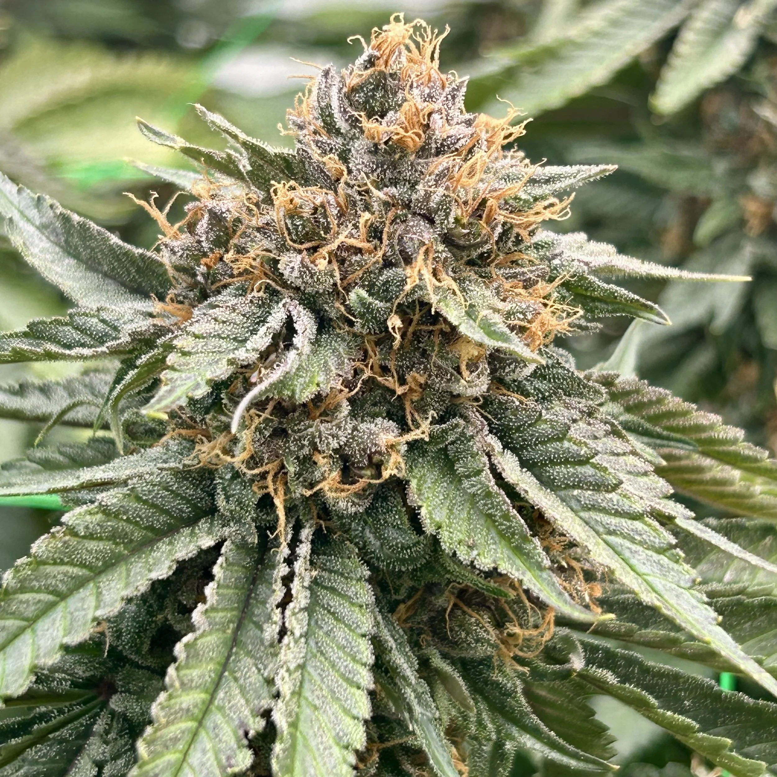 IMG_1833.jpeg