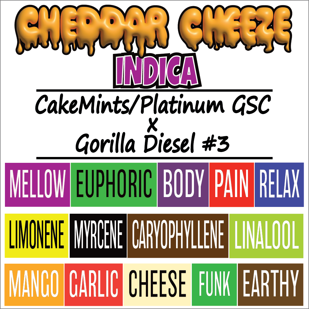 Chedar Cheeze - Strain Card - 1000pix x 1000pix V4.png