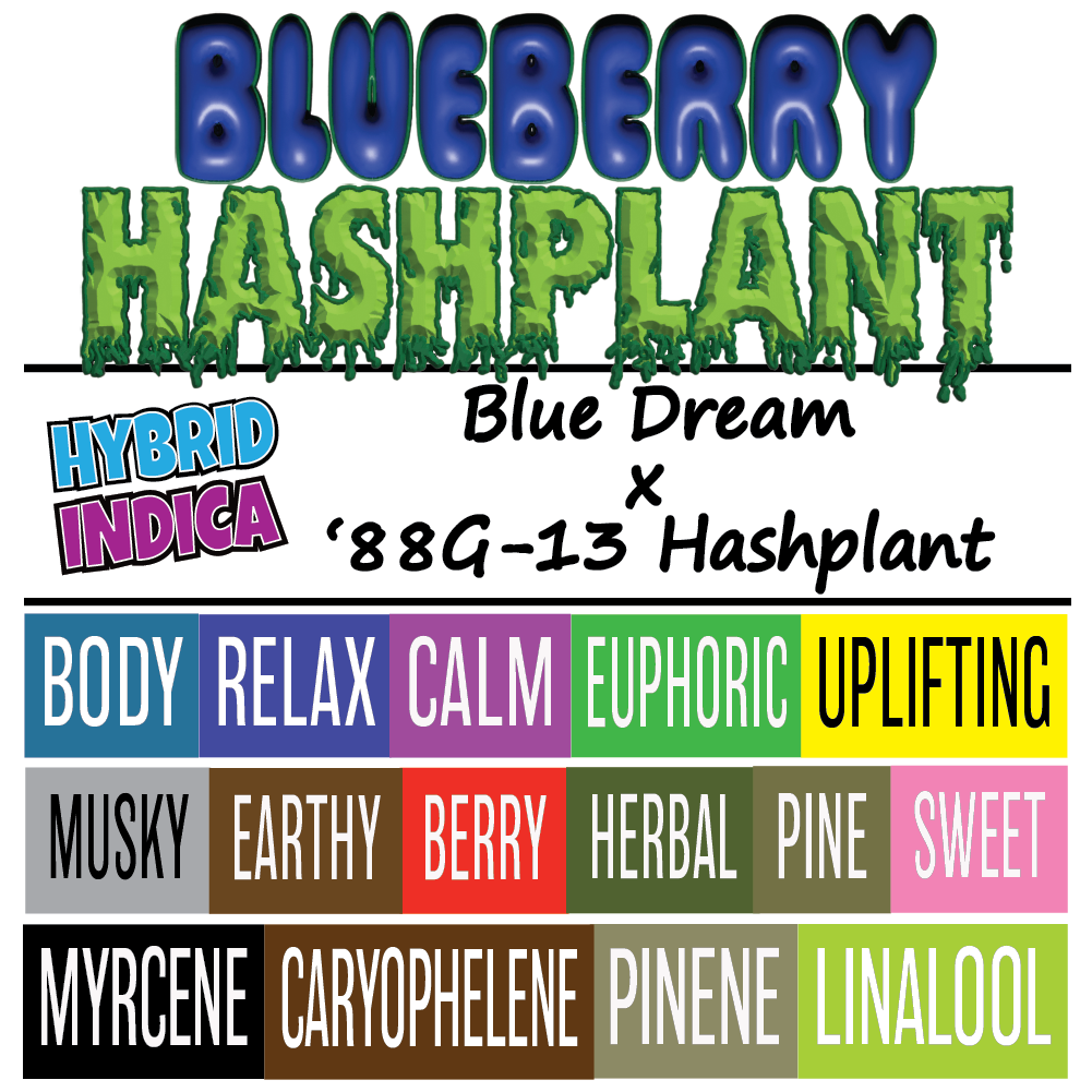 Blueberry Hashplant - Strain card - 1K x 1K.png
