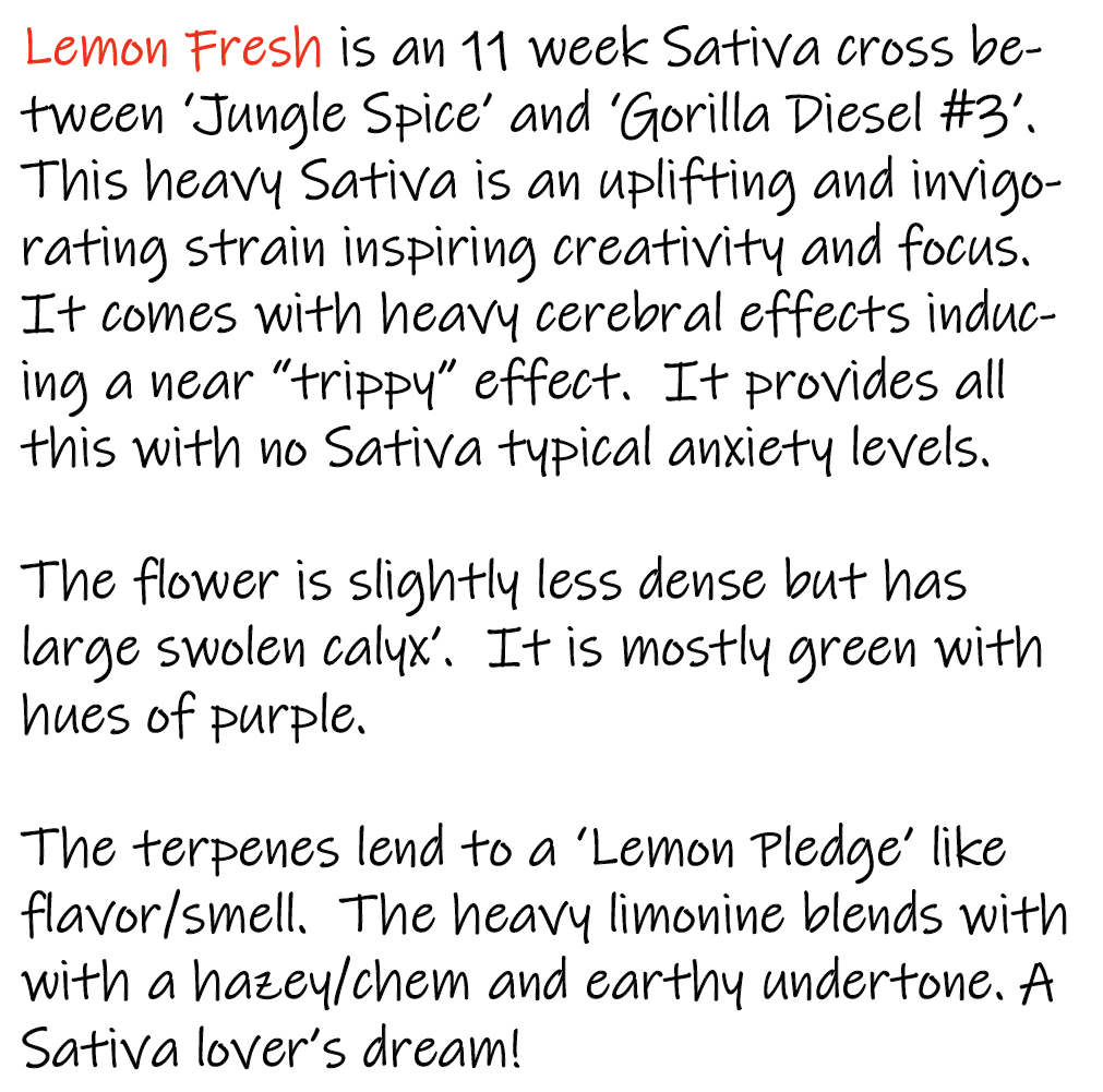 Lemon Fresh Write-up - 1K x 1K.png