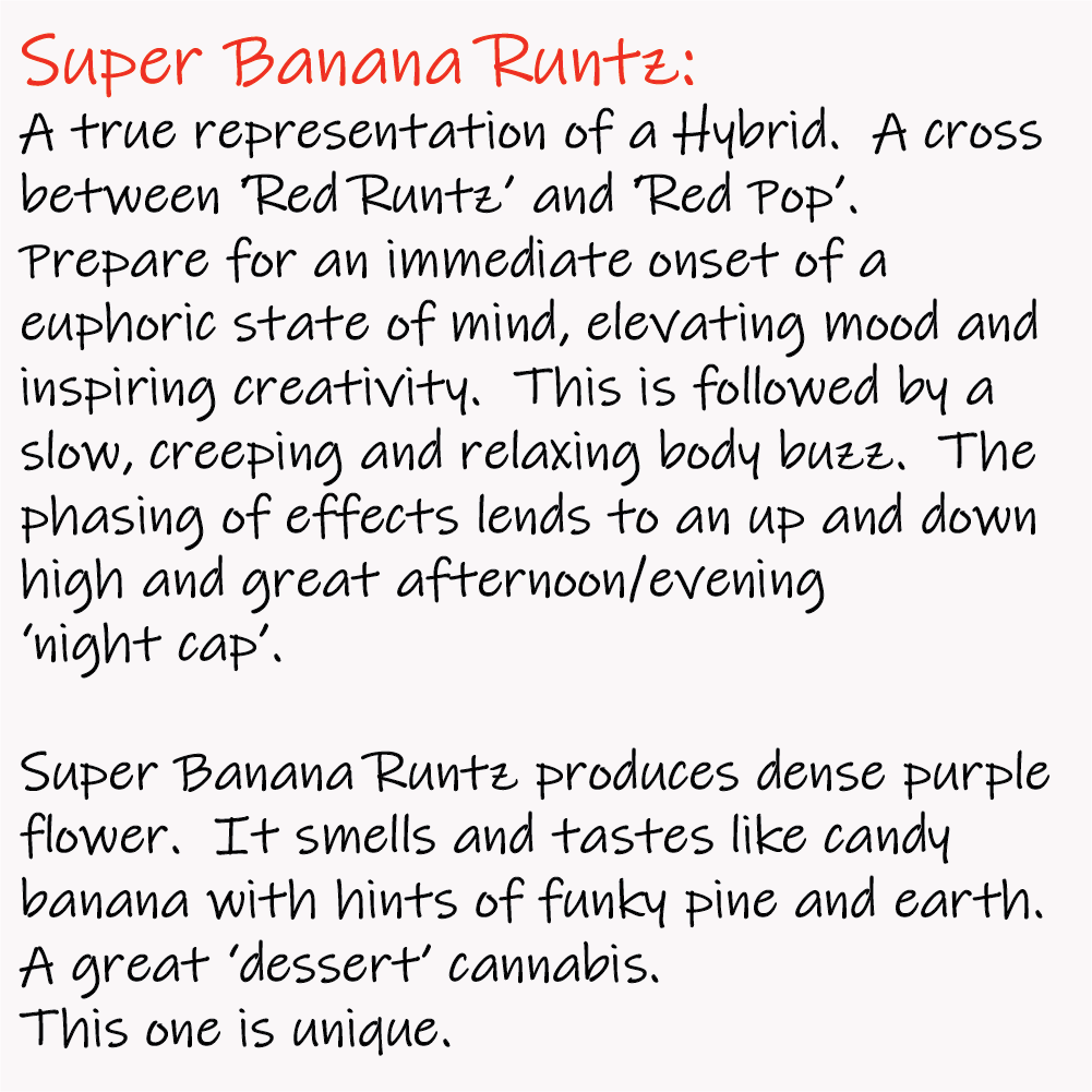 Super Banana Runtz - Write-up - 1K x 1K.png