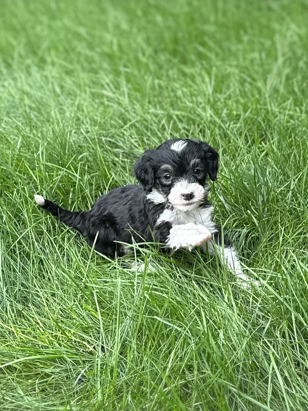 Mini aussie doodles for sale