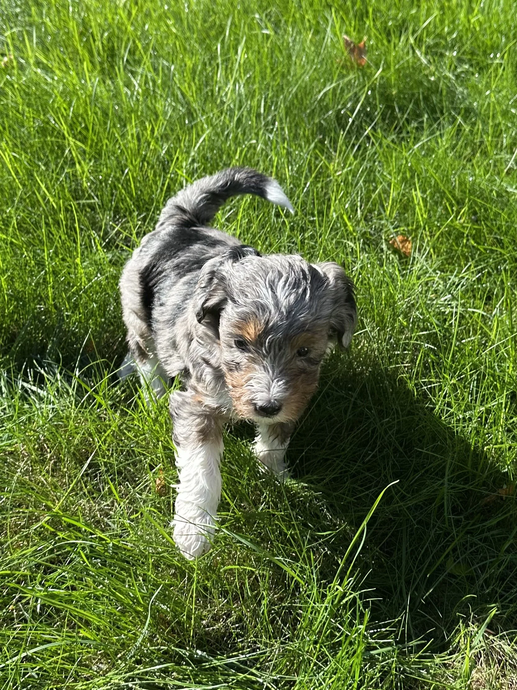 Mini aussie doodles