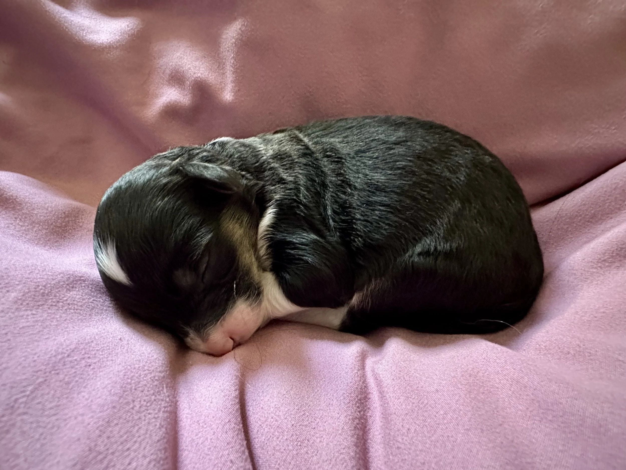 Mini aussie doodles