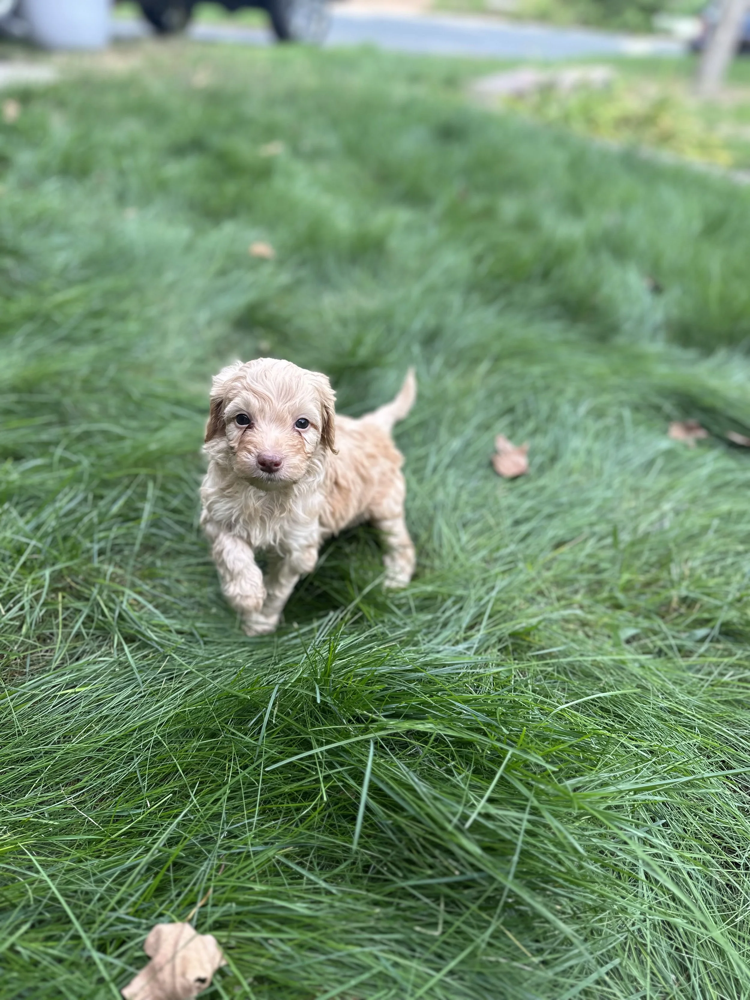 Mini aussie doodles