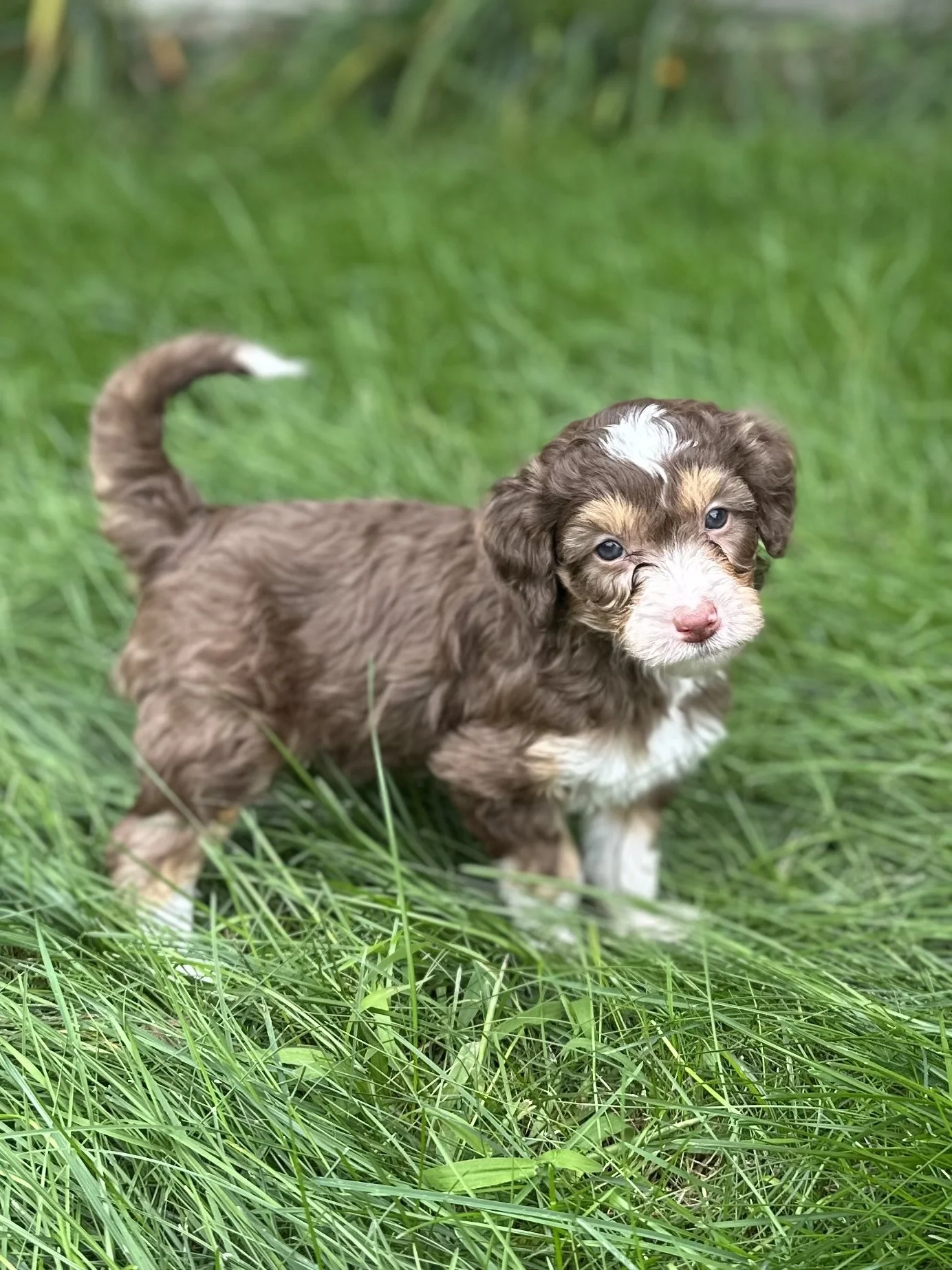 Mini aussie doodles for sale