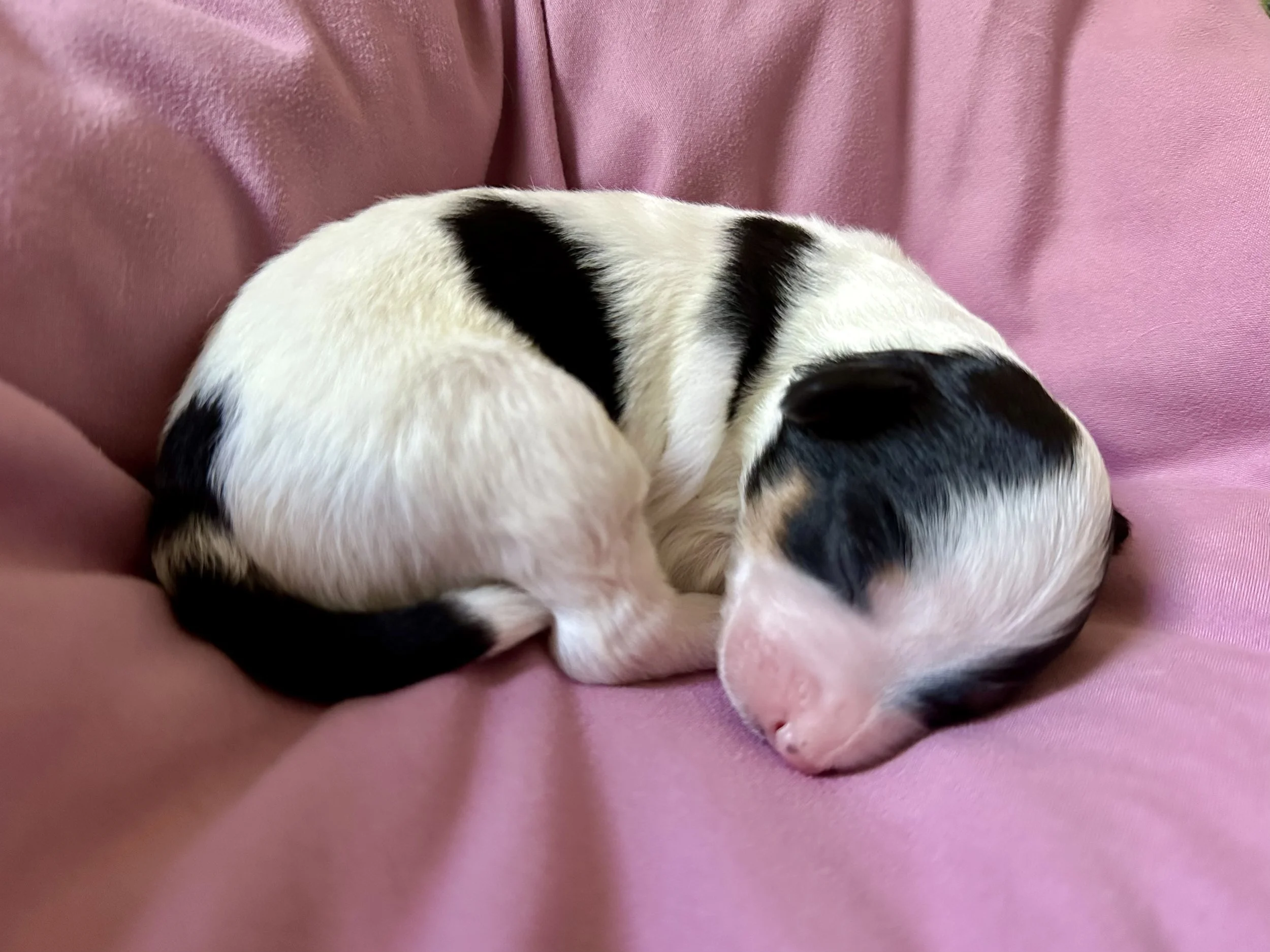 Mini aussie doodles