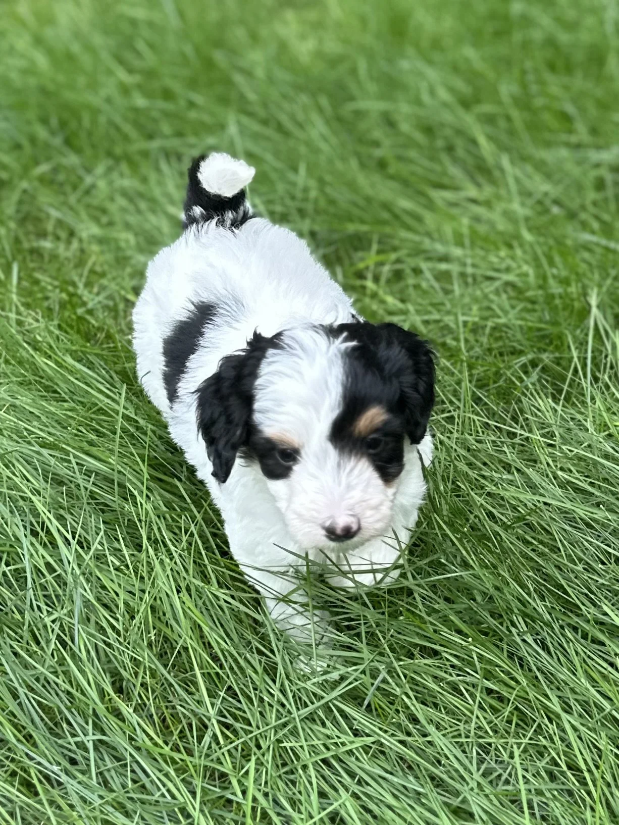 Mini aussie doodles